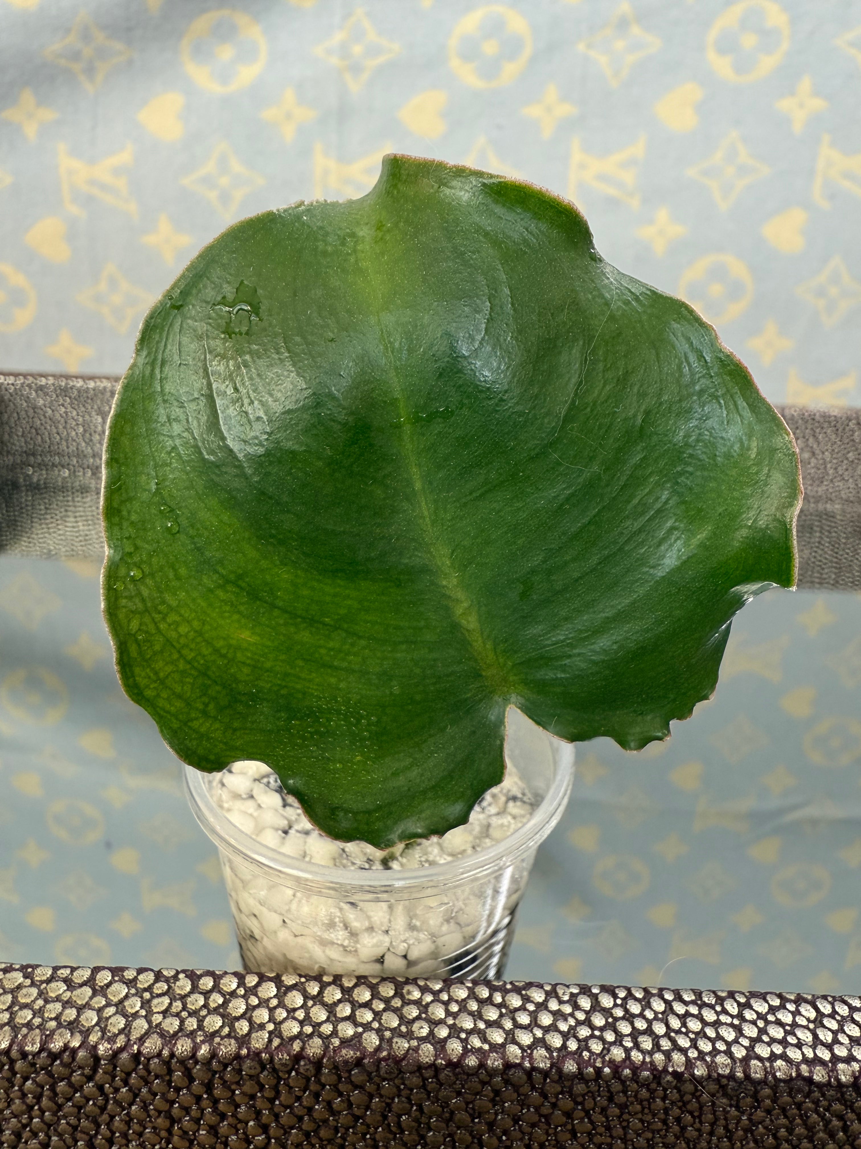 Philodendron Burle Marx rooted cutting