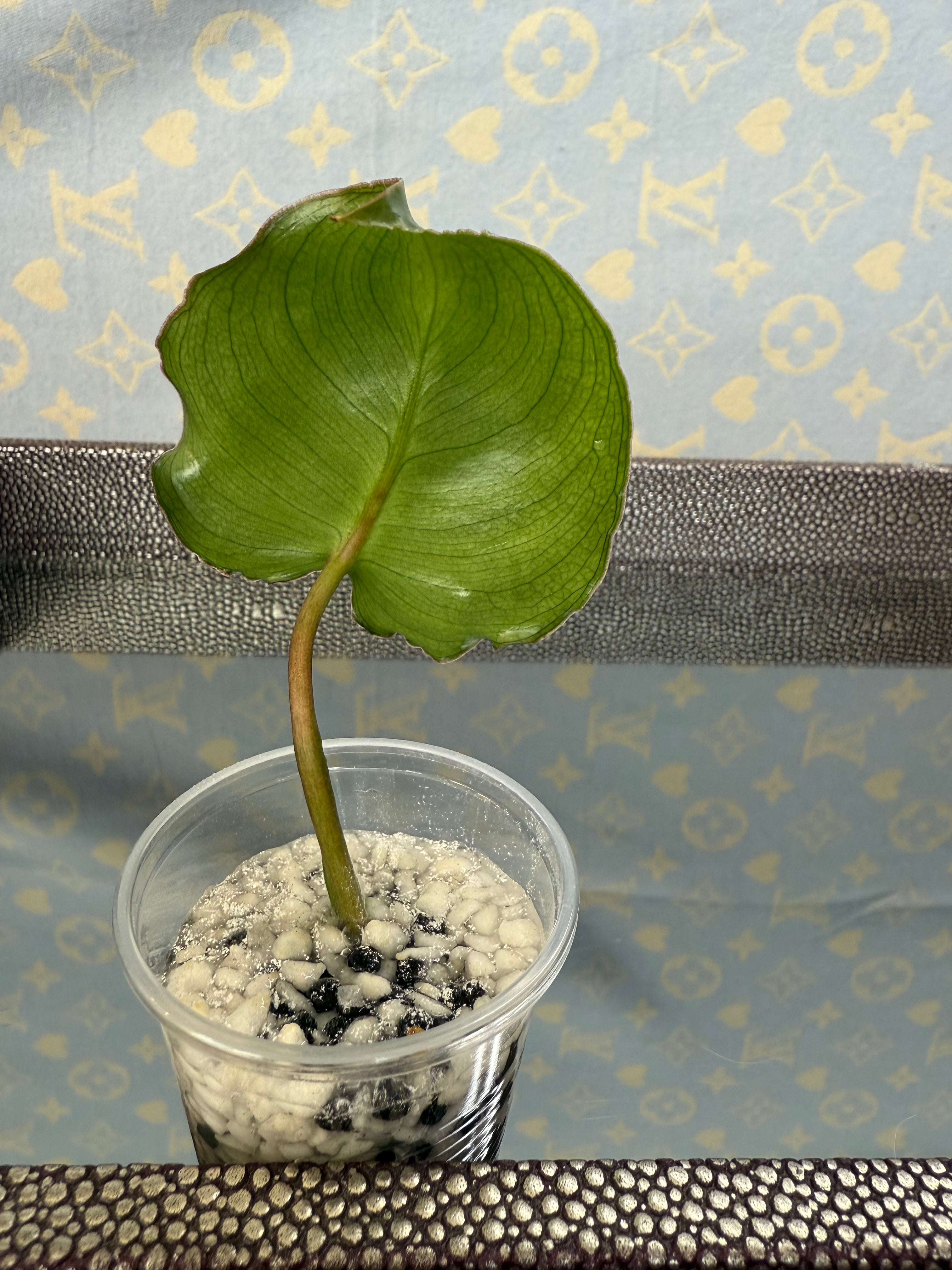 Philodendron Burle Marx rooted cutting