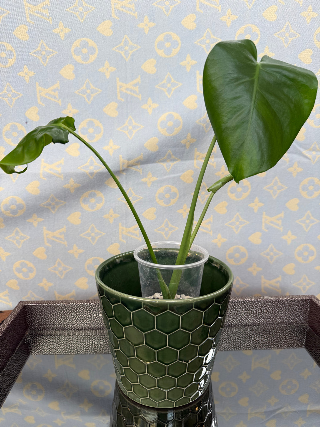 Monstera Deliciosa