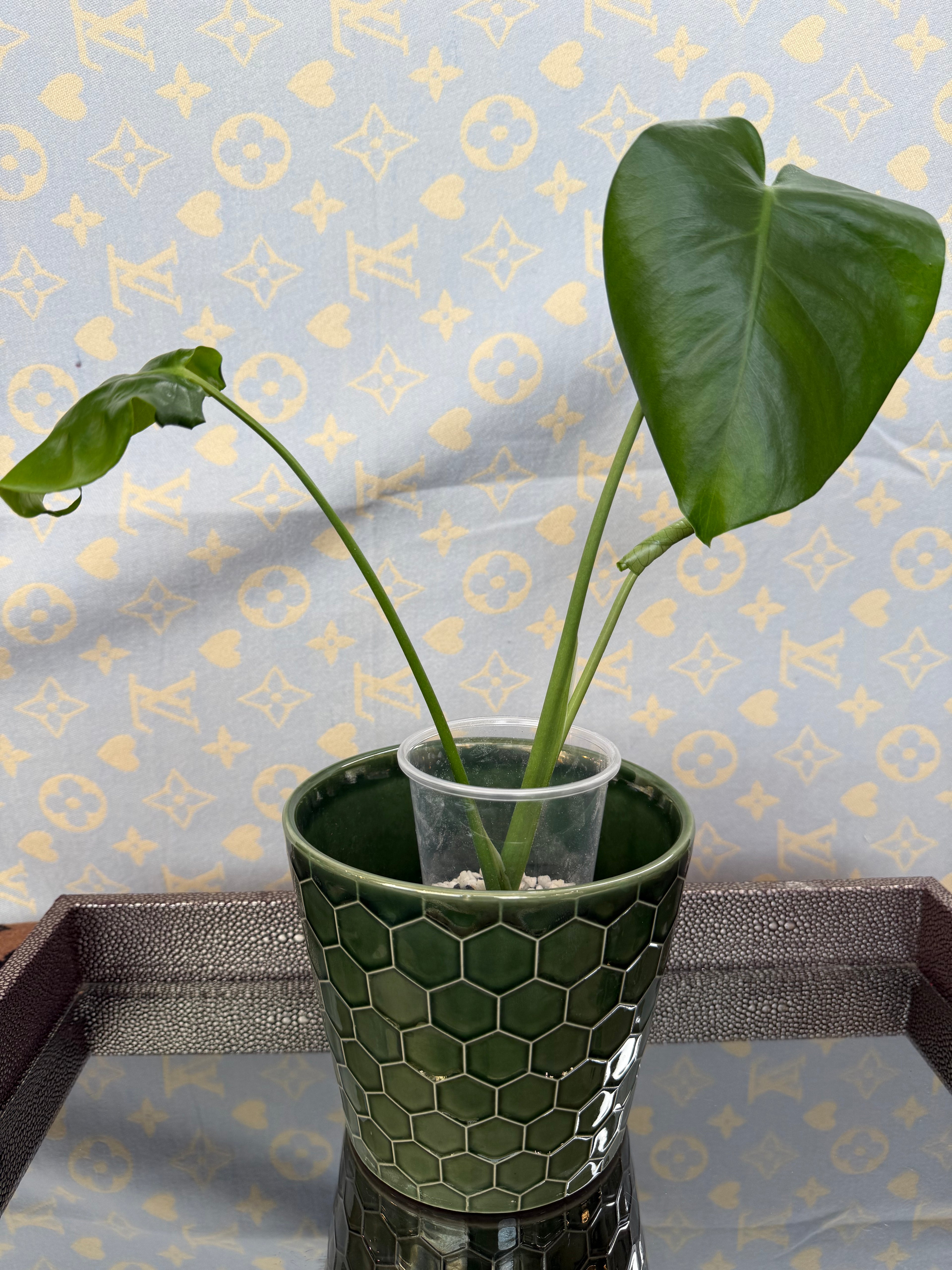 Monstera Deliciosa