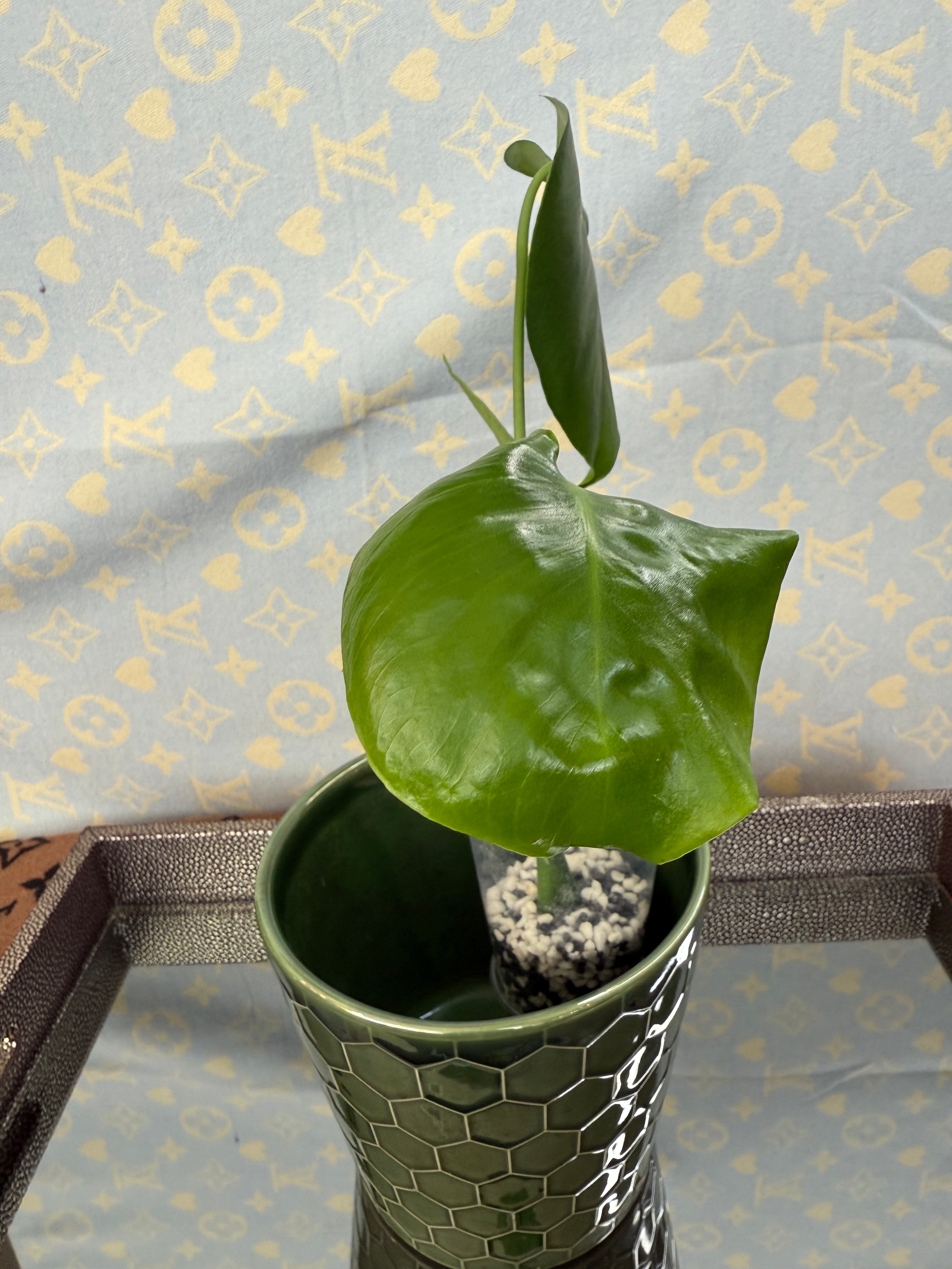 Monstera Deliciosa