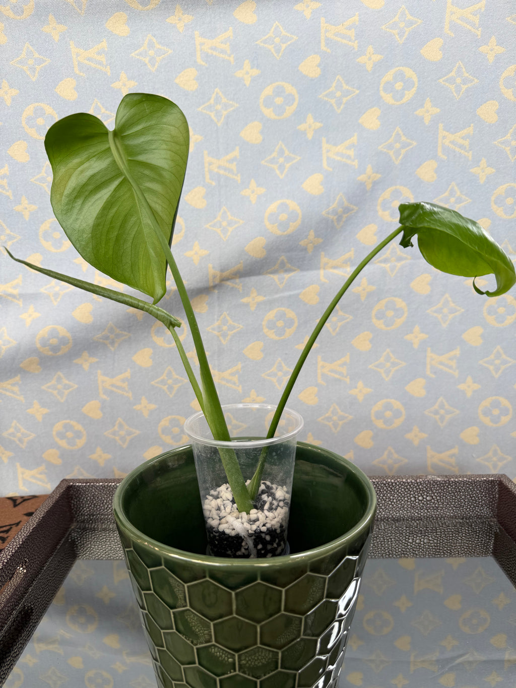 Monstera Deliciosa