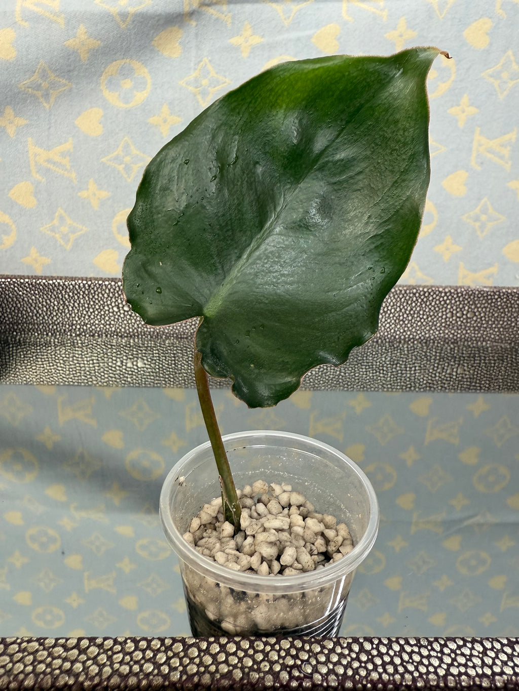 Philodendron Burle Marx