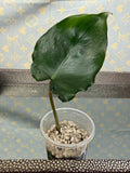 Philodendron Burle Marx