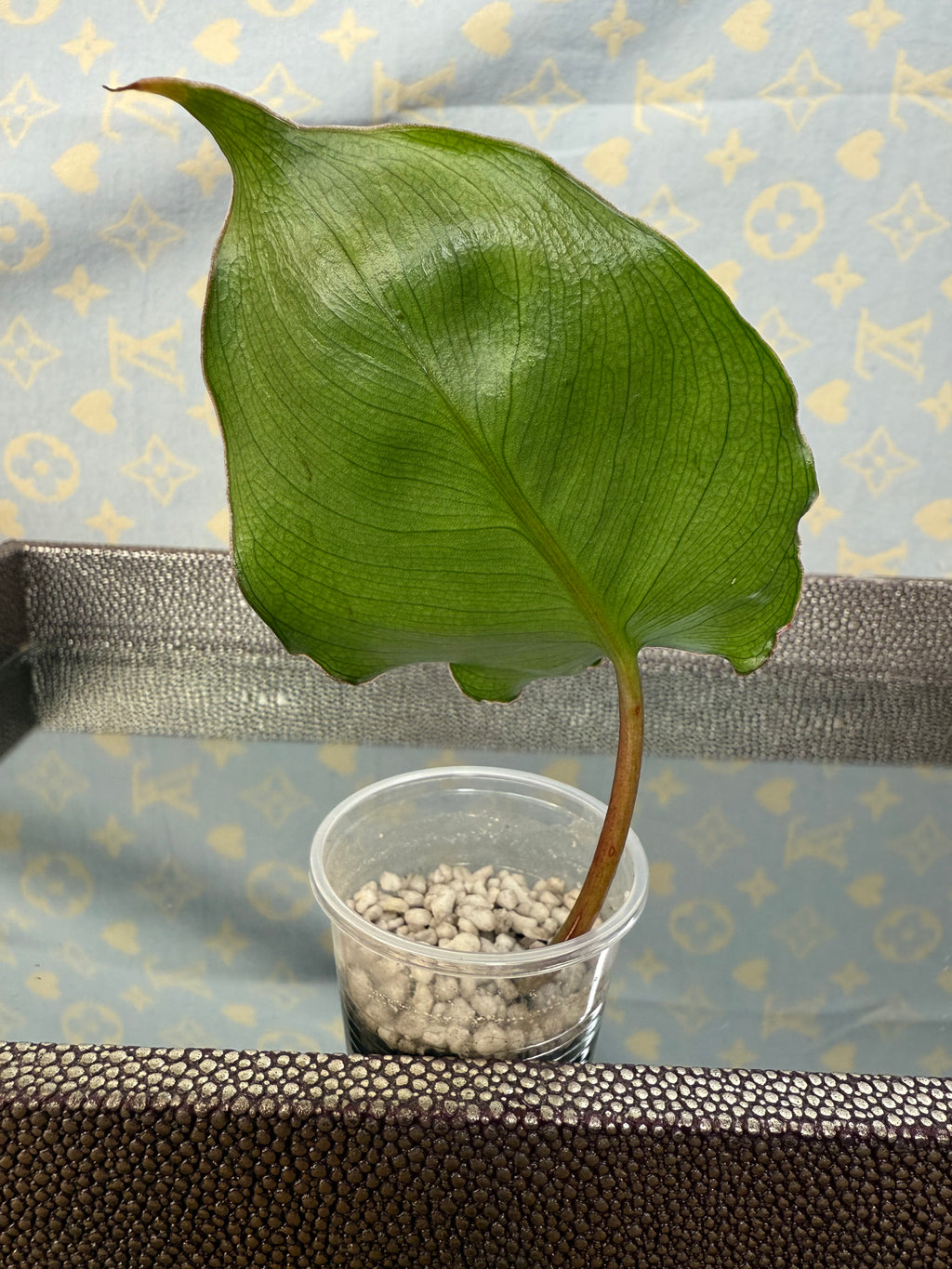 Philodendron Burle Marx