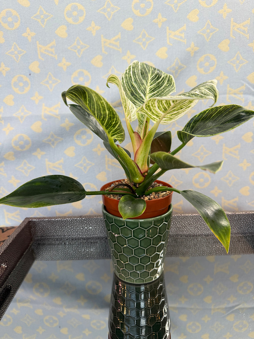 Philodendron Birkin