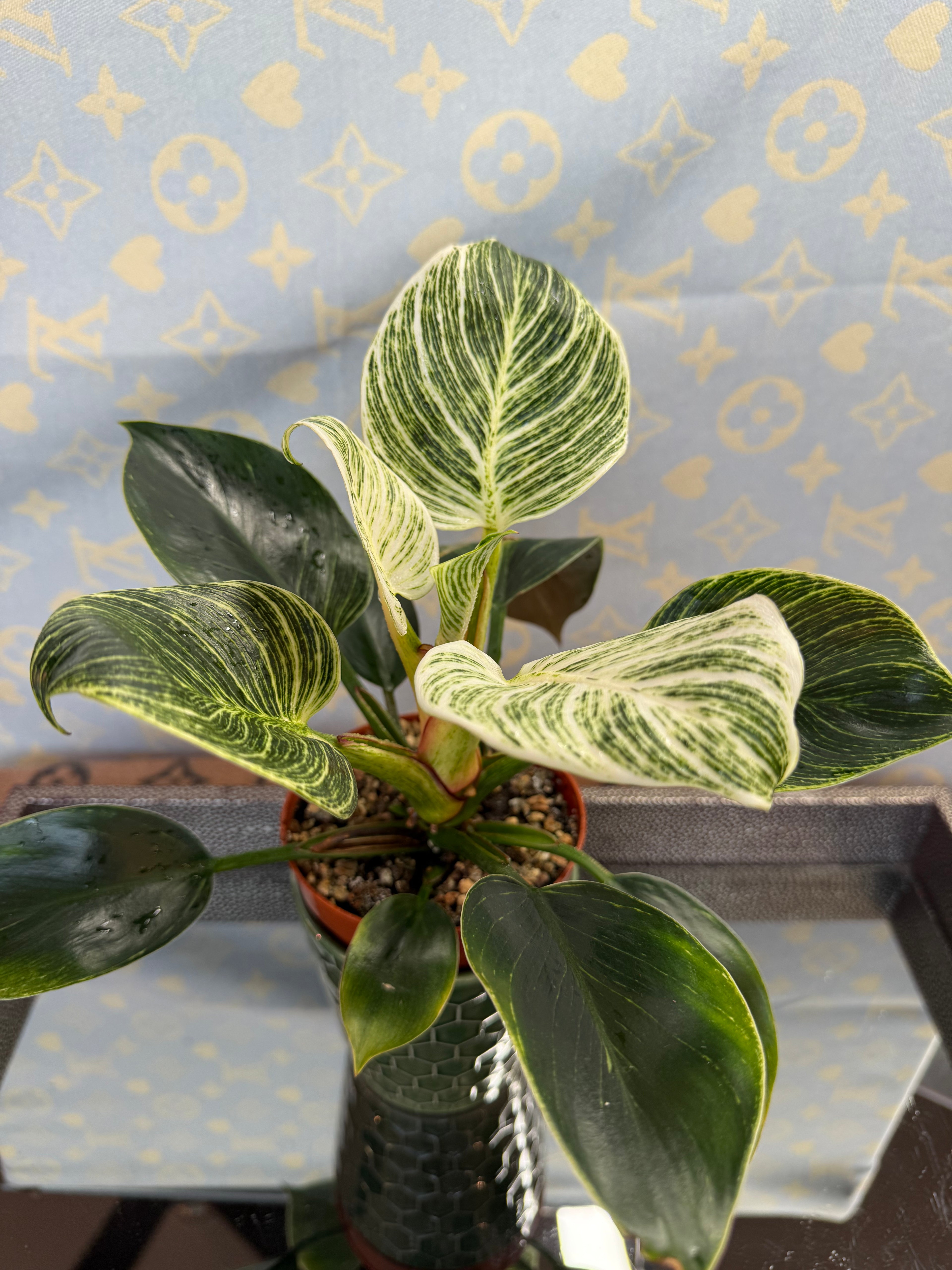 Philodendron Birkin