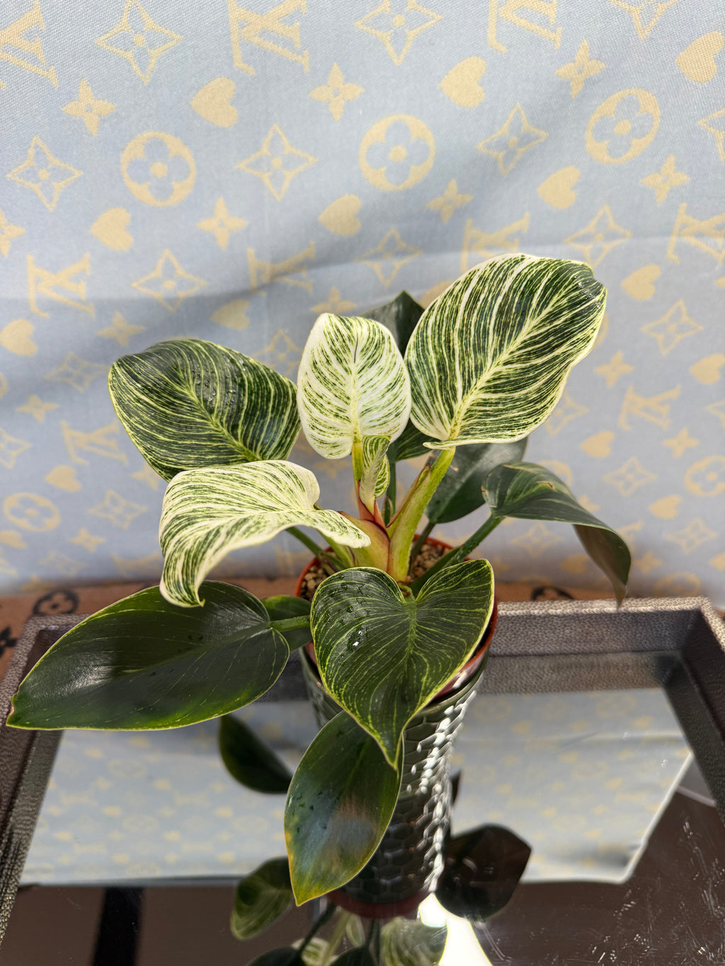 Philodendron Birkin