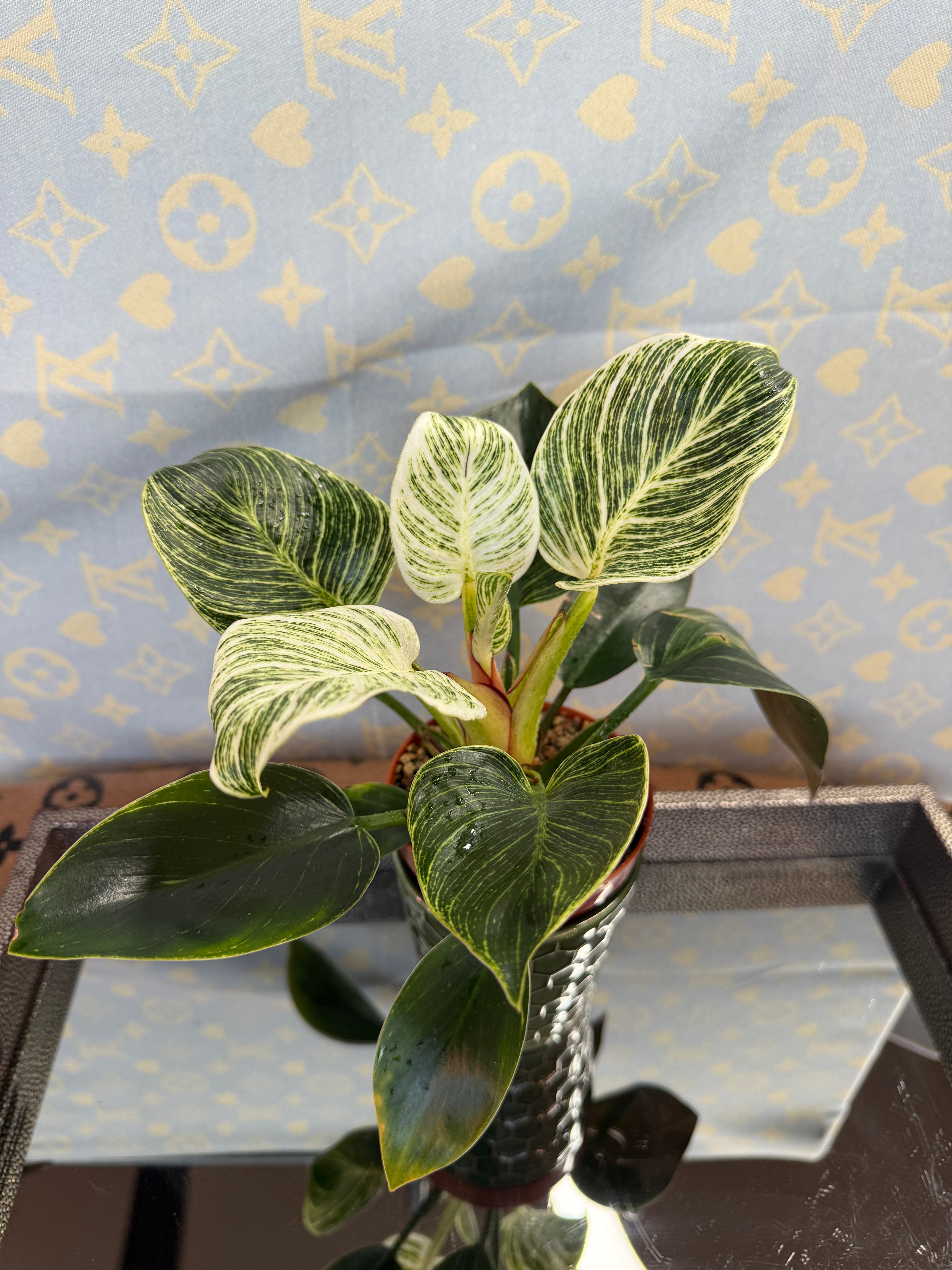 Philodendron Birkin