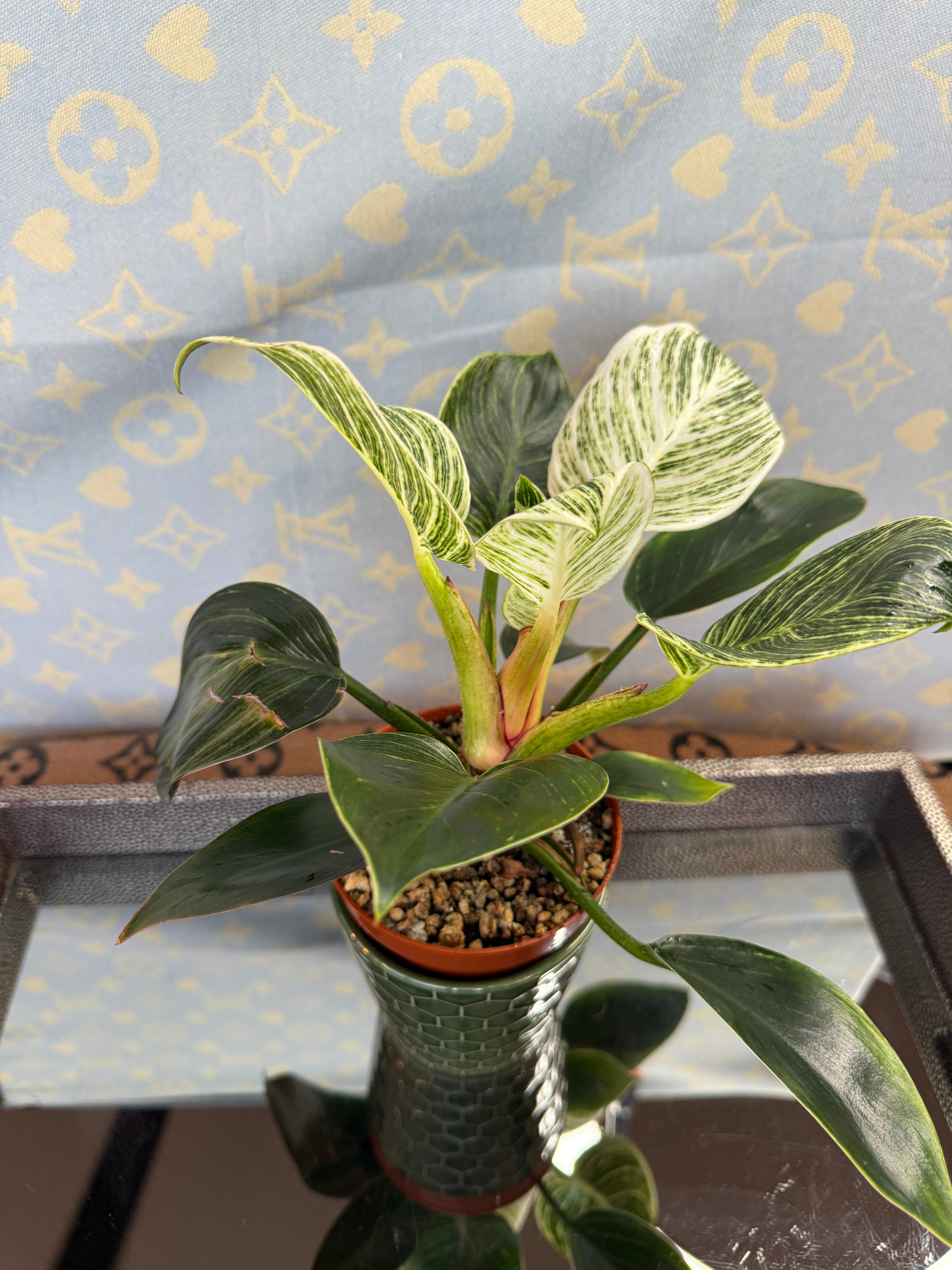 Philodendron Birkin