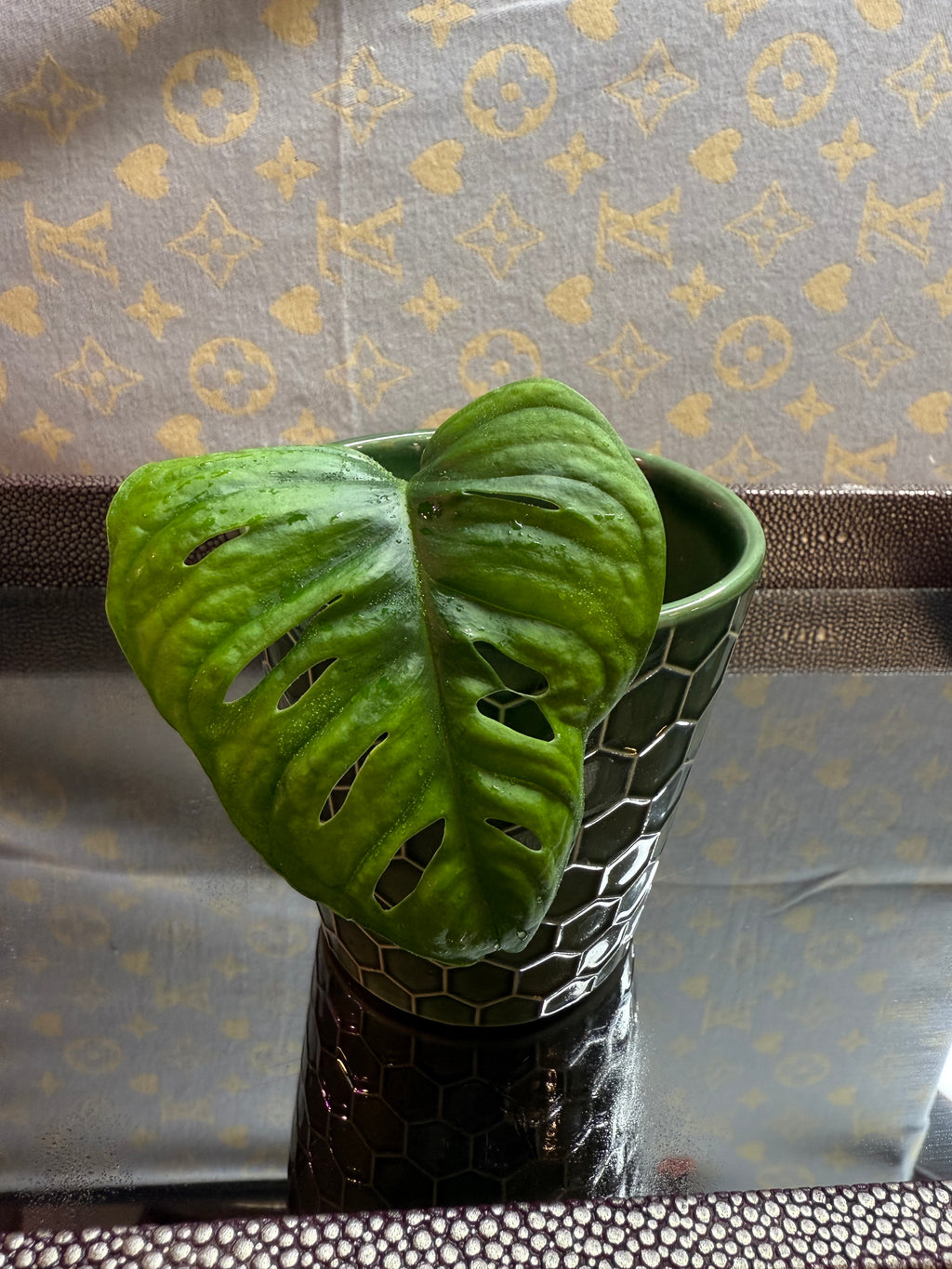 Monstera Adonsonii cutting