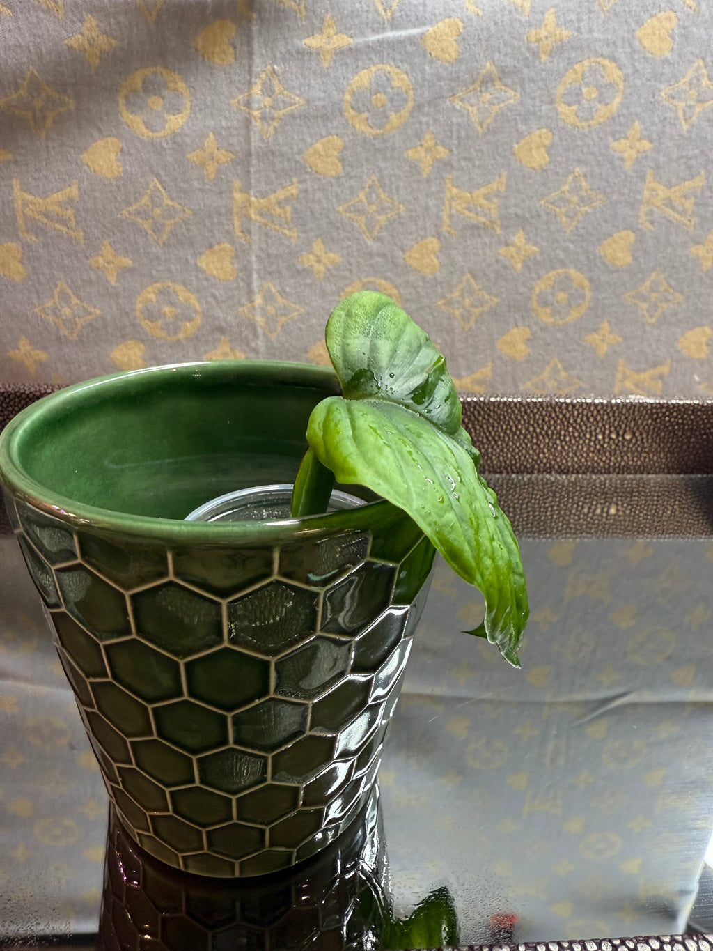Monstera Adonsonii cutting
