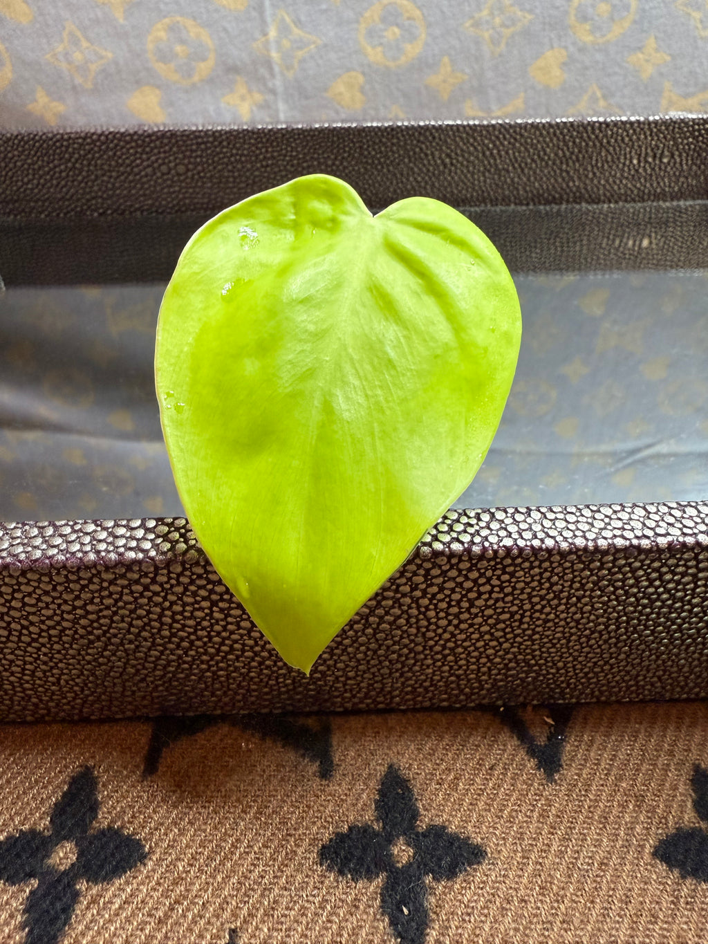 Philodendron Lemon Lime Heart Leaf