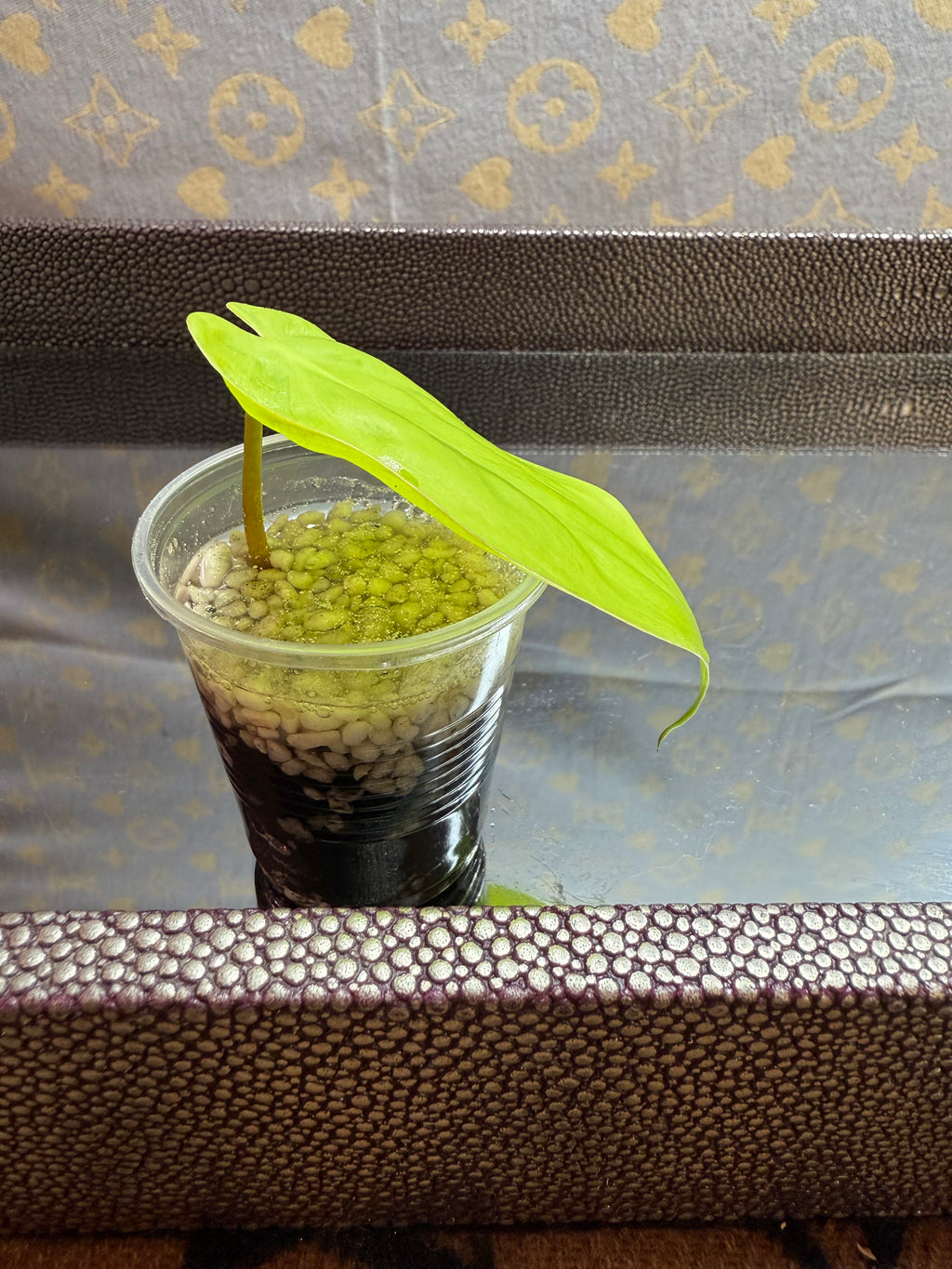 Philodendron Lemon Lime Heart Leaf