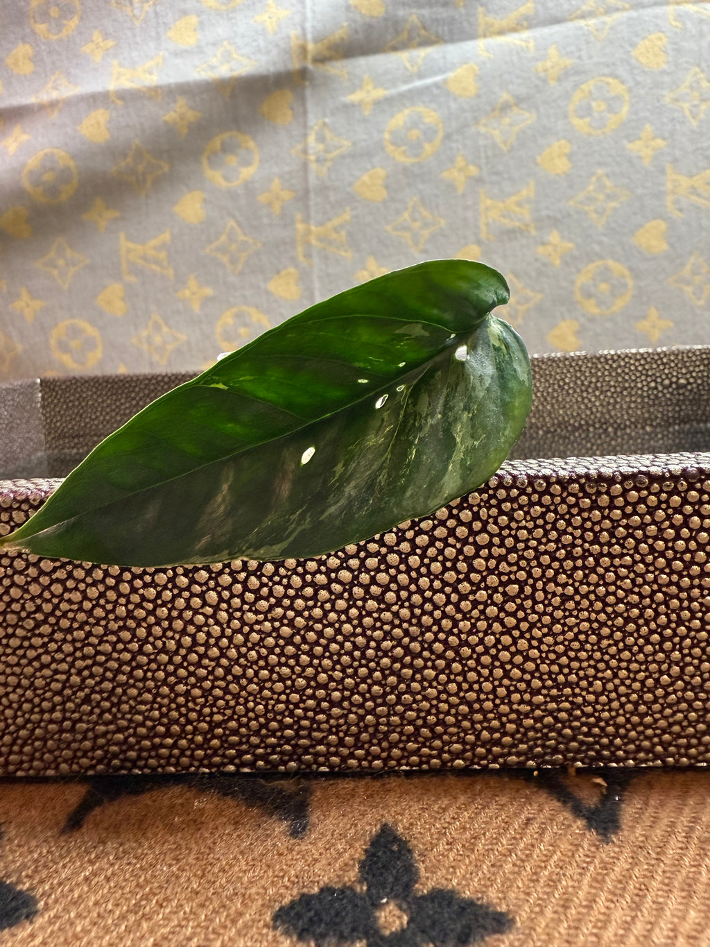 Epipremnum Pinnatum Albo cutting