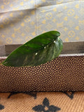 Epipremnum Pinnatum Albo cutting