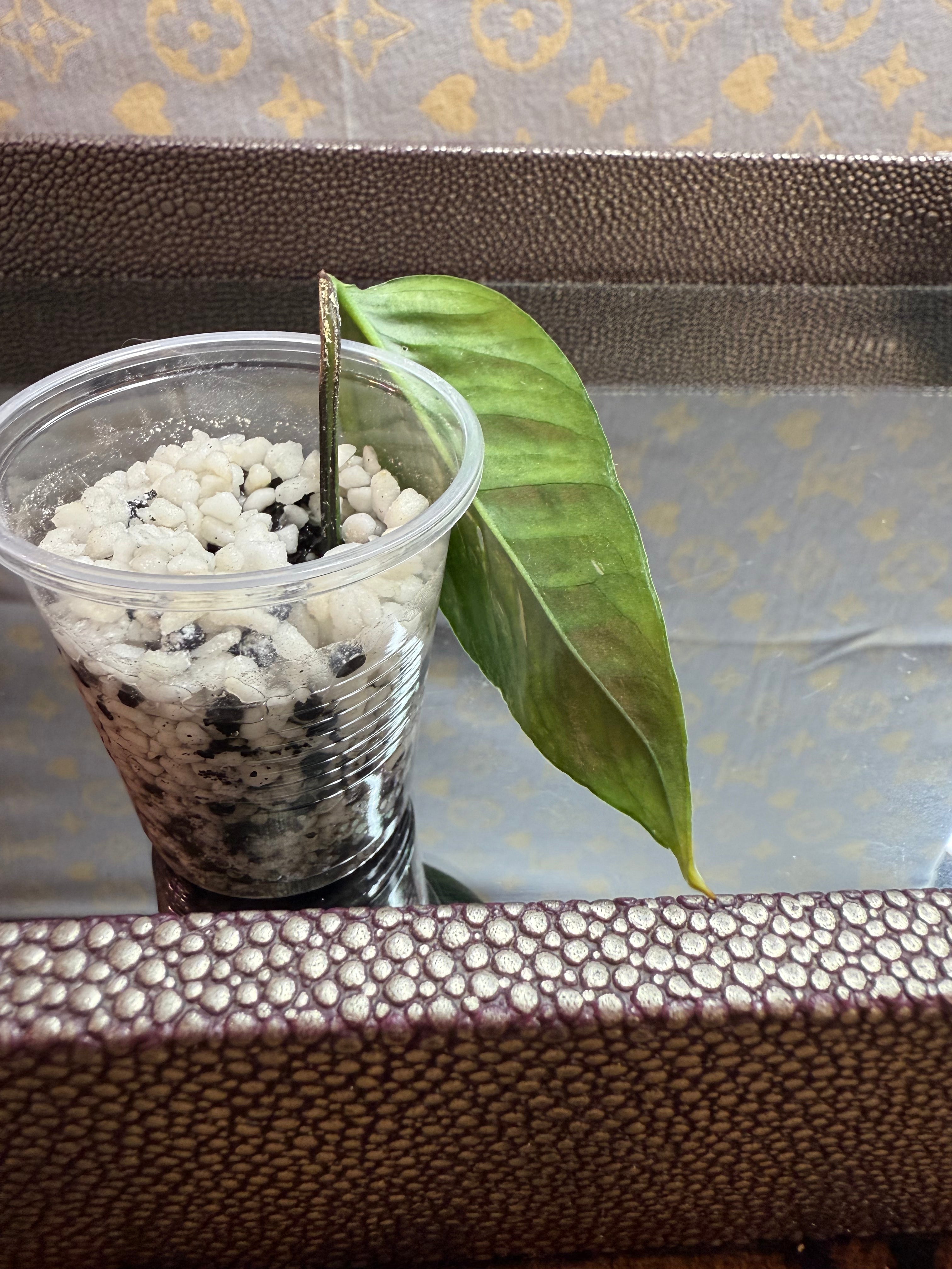 Epipremnum Pinnatum Albo cutting