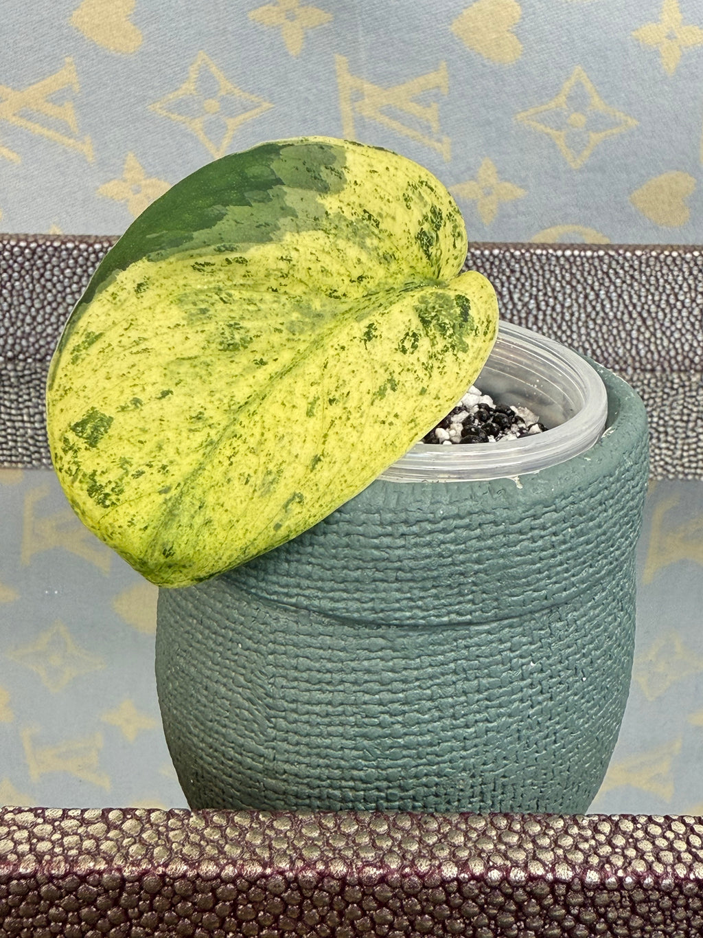 Scindapsus Marble Queen cutting