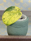 Scindapsus Marble Queen cutting