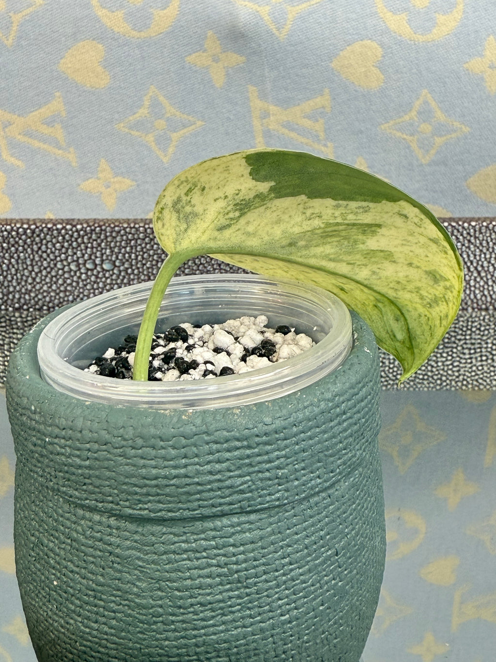 Scindapsus Marble Queen cutting