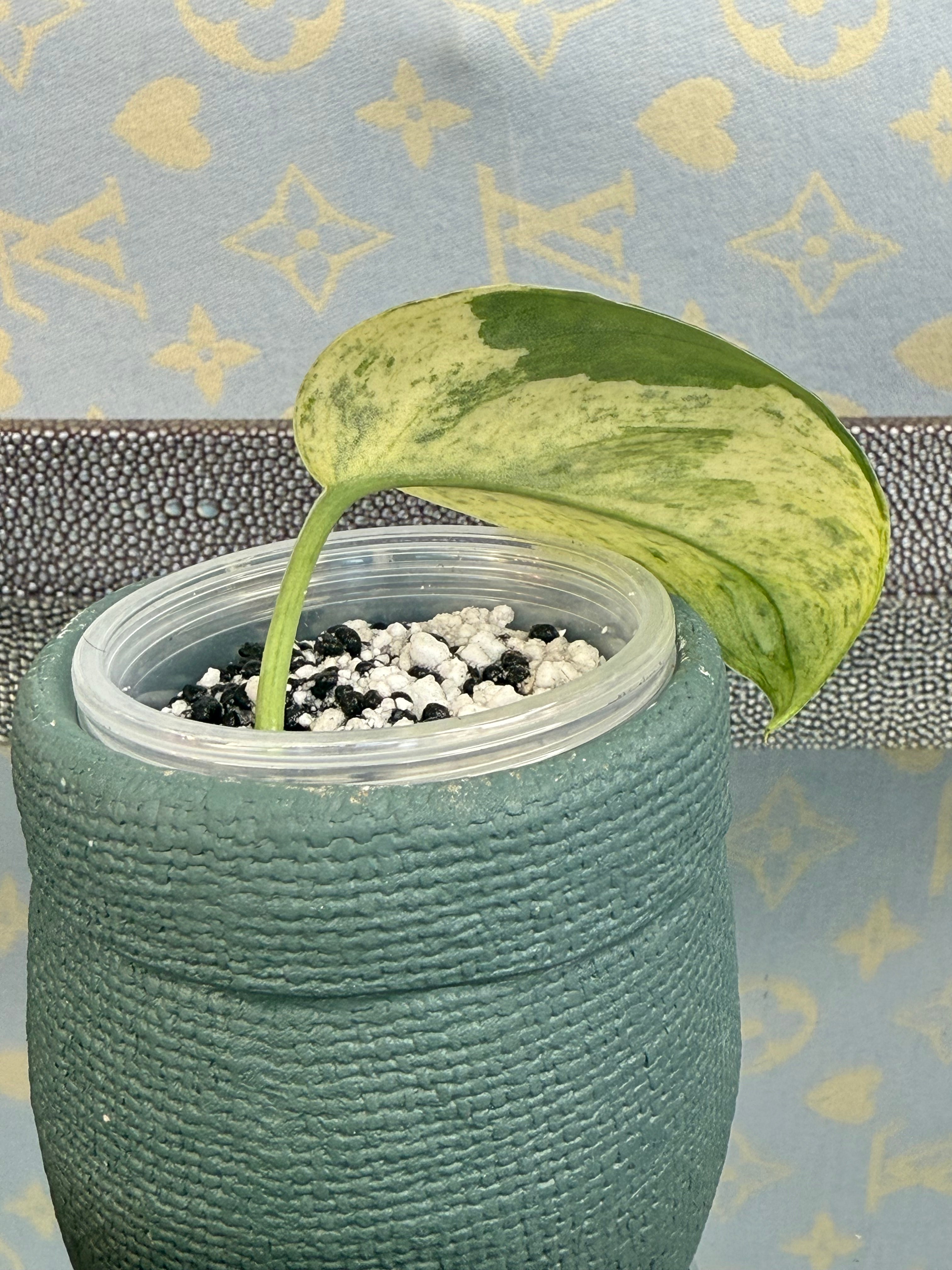 Scindapsus Marble Queen cutting