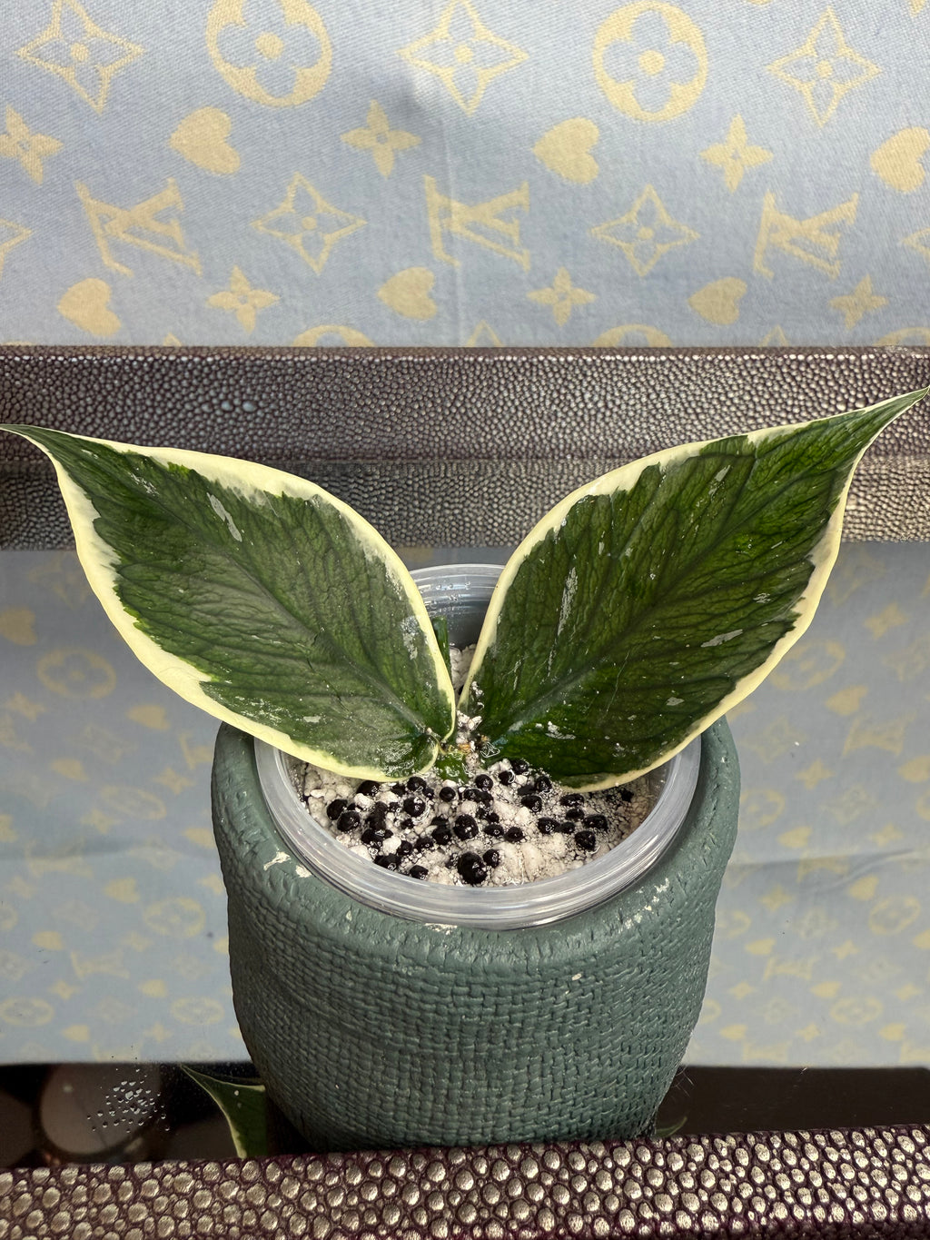 Hoya Polyneura Variegated cutting