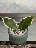 Hoya Polyneura Variegated cutting