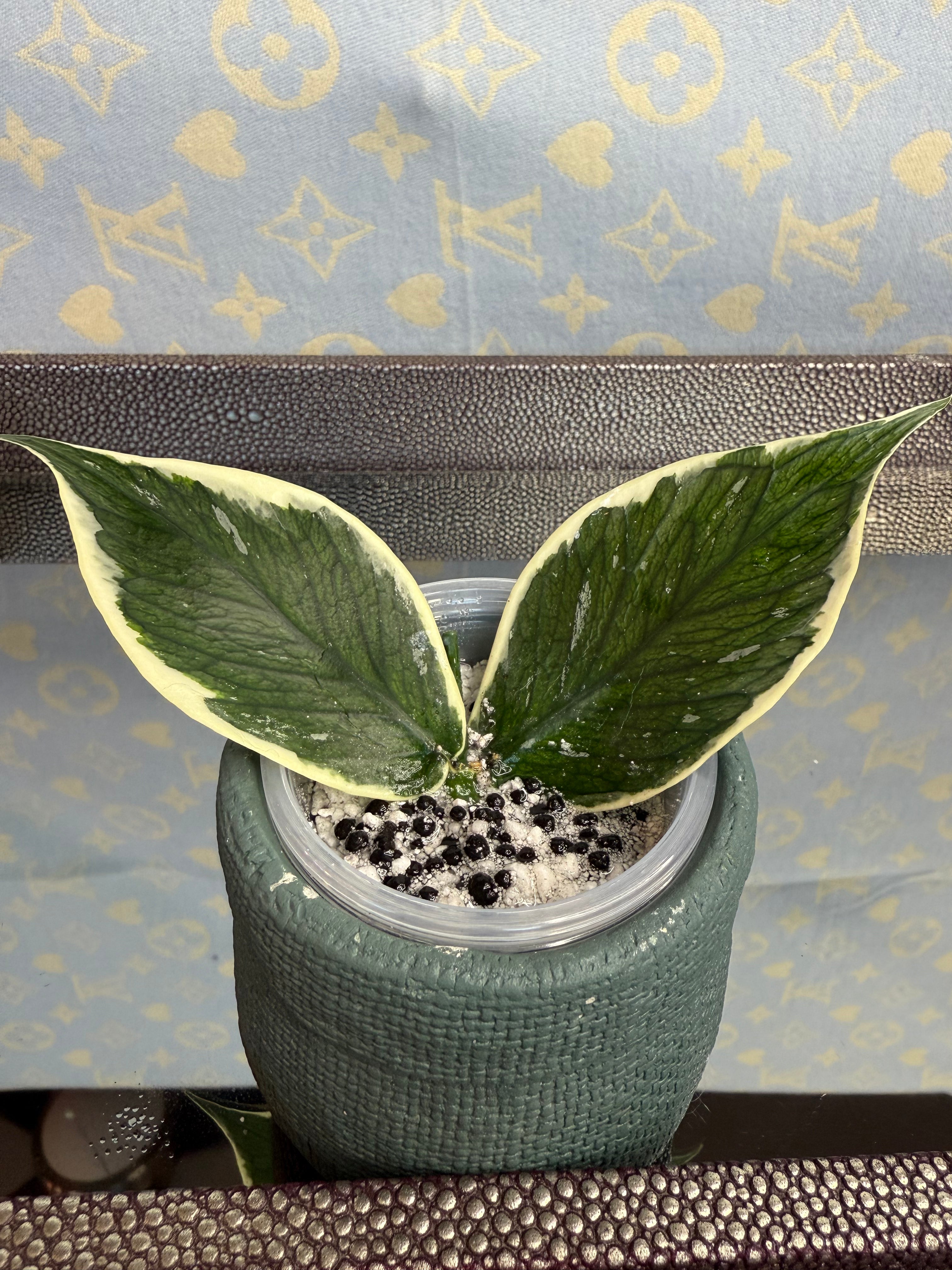 Hoya Polyneura Variegated cutting