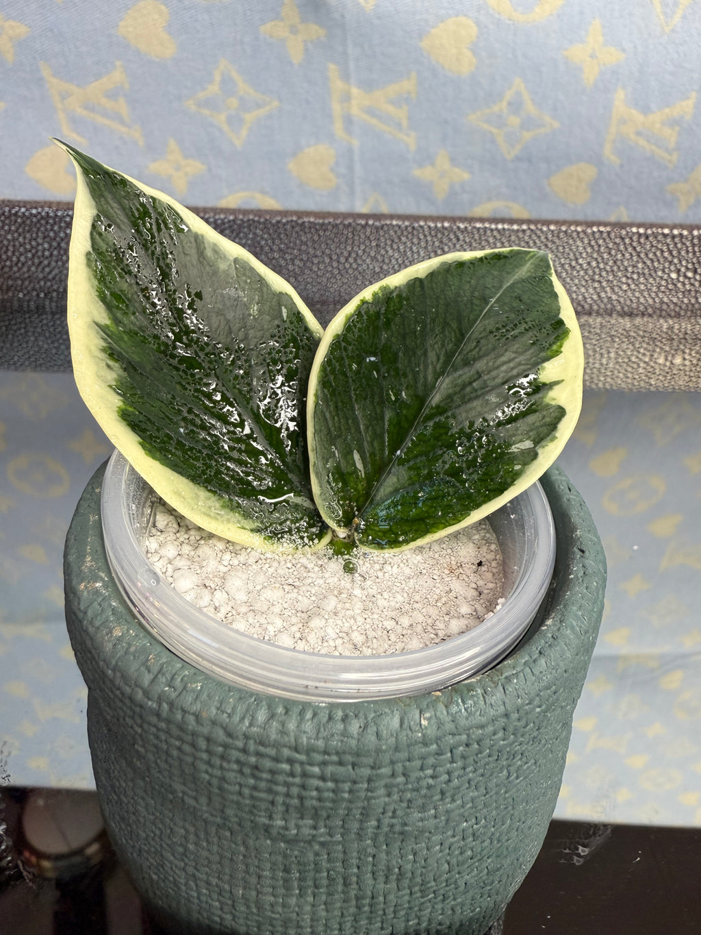 Hoya Polyneura Variegated cutting