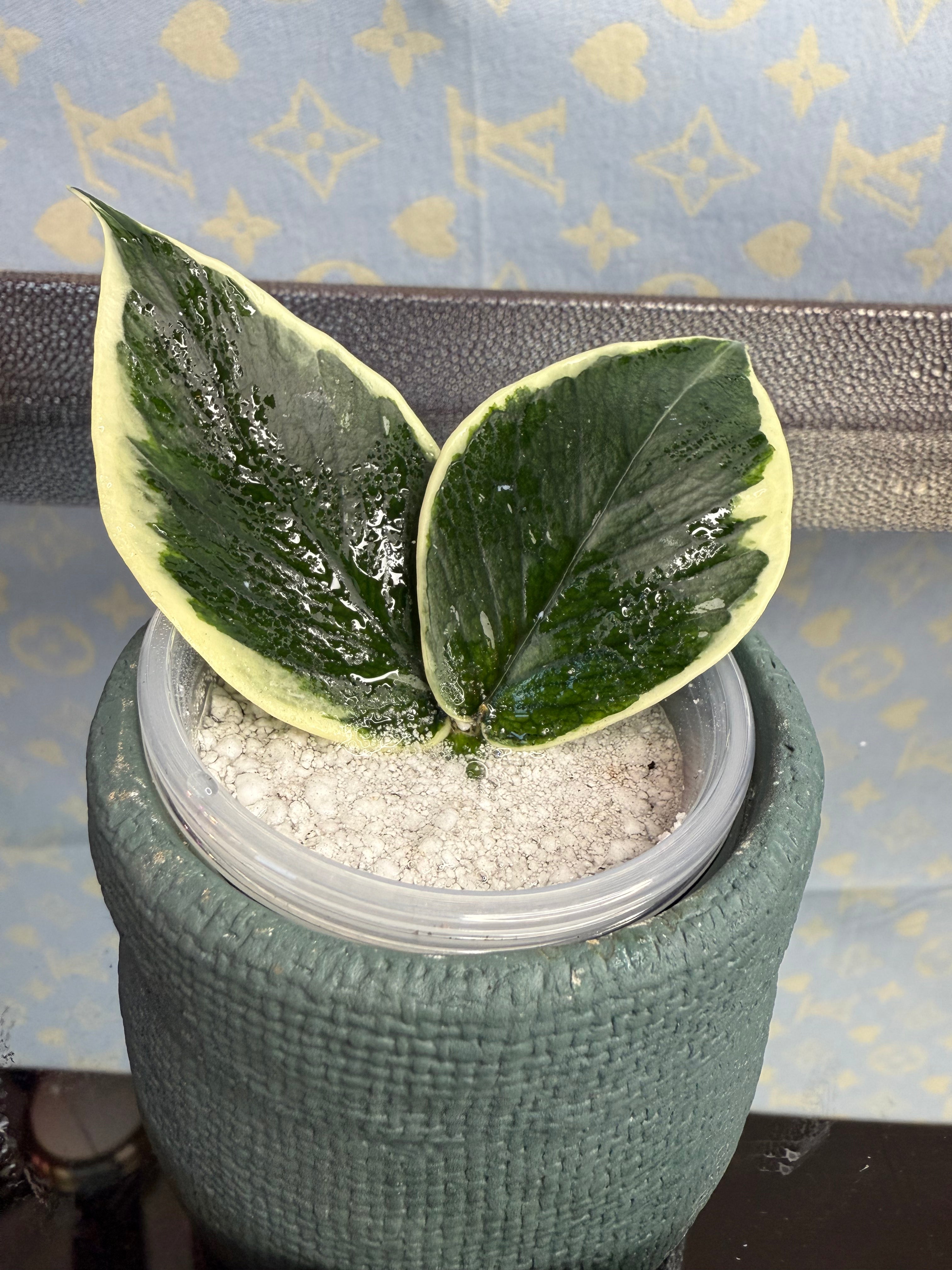 Hoya Polyneura Variegated cutting