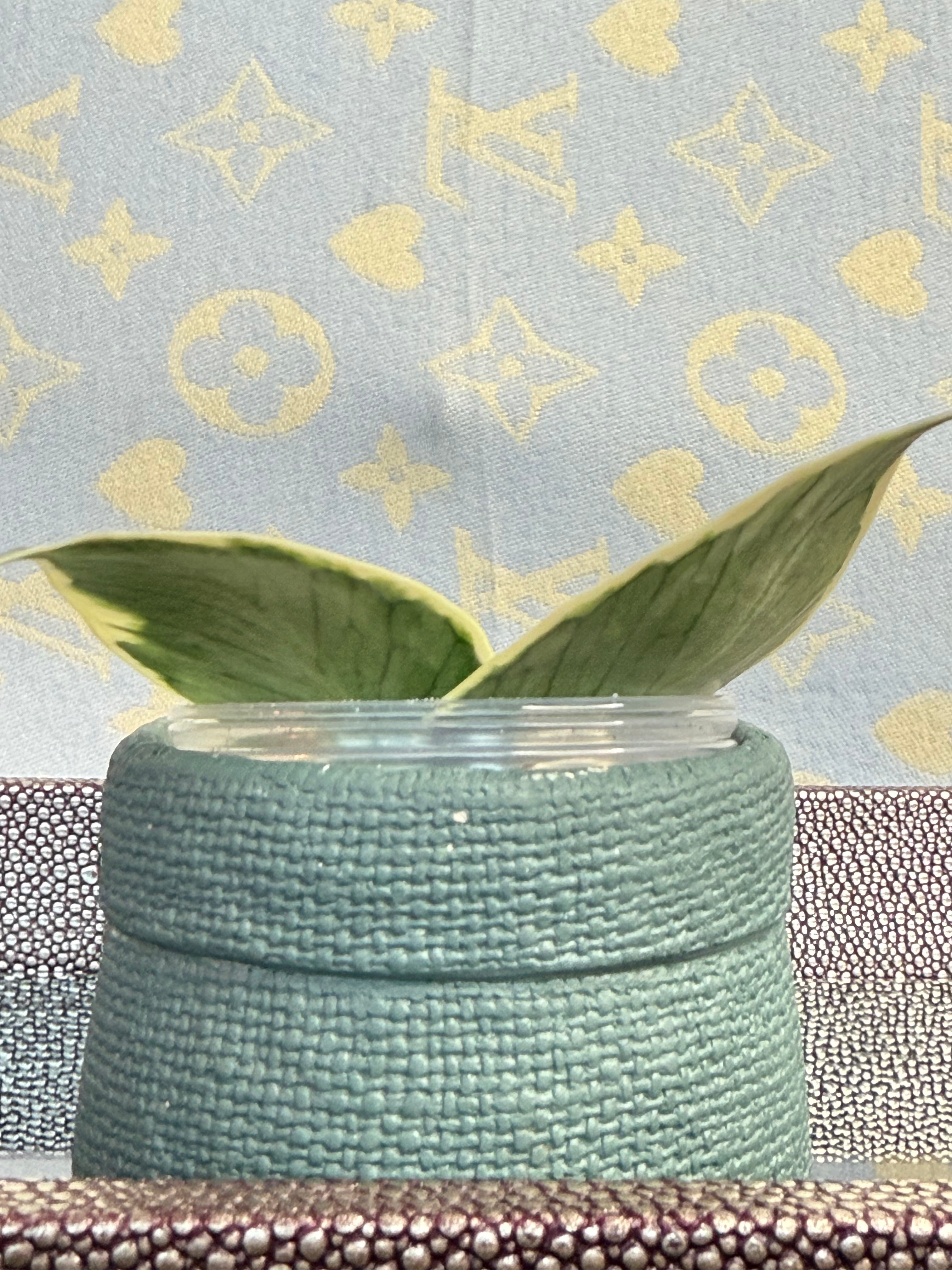 Hoya Polyneura Variegated cutting