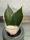 Hoya Polyneura Variegated cutting
