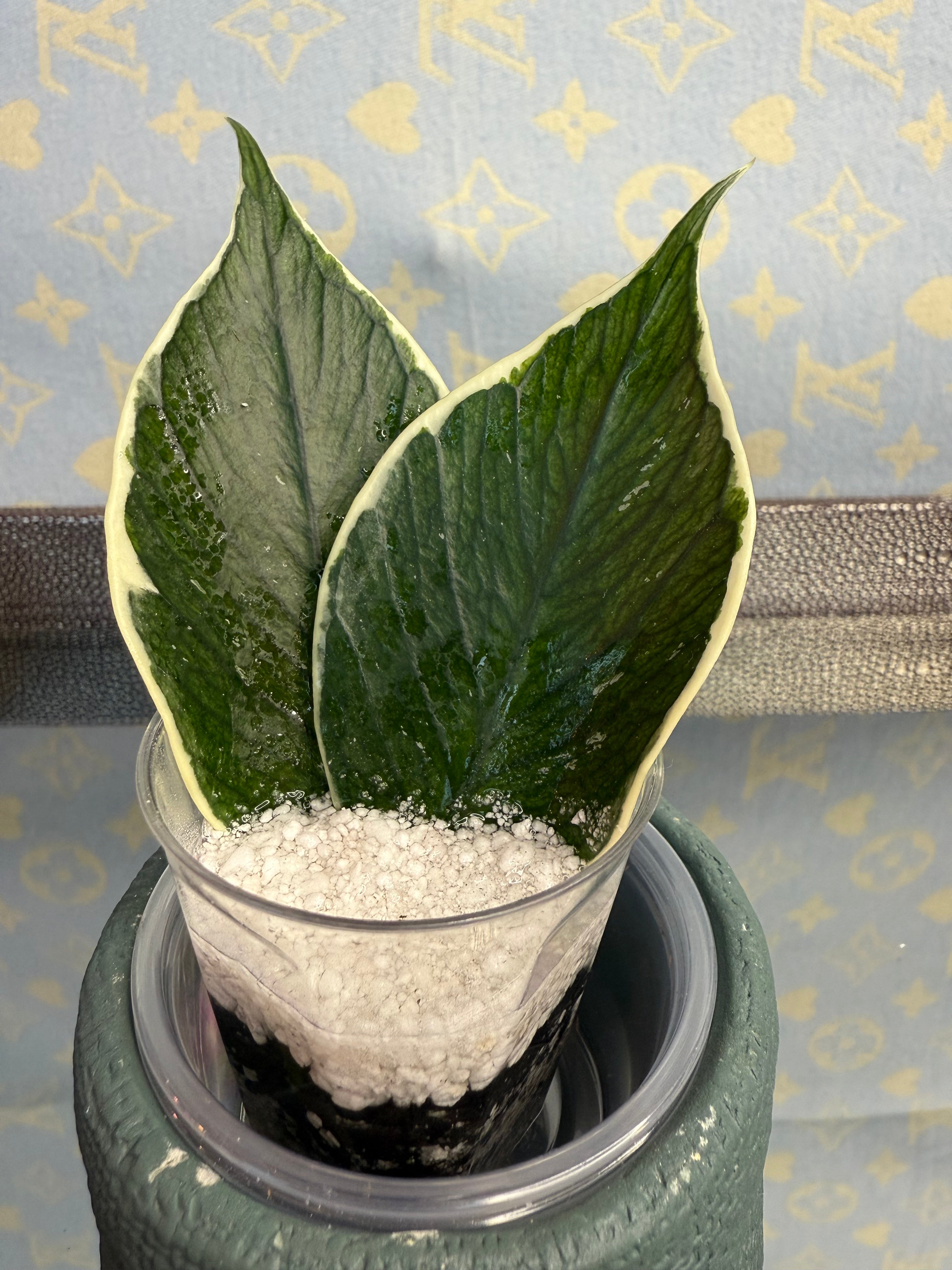 Hoya Polyneura Variegated cutting