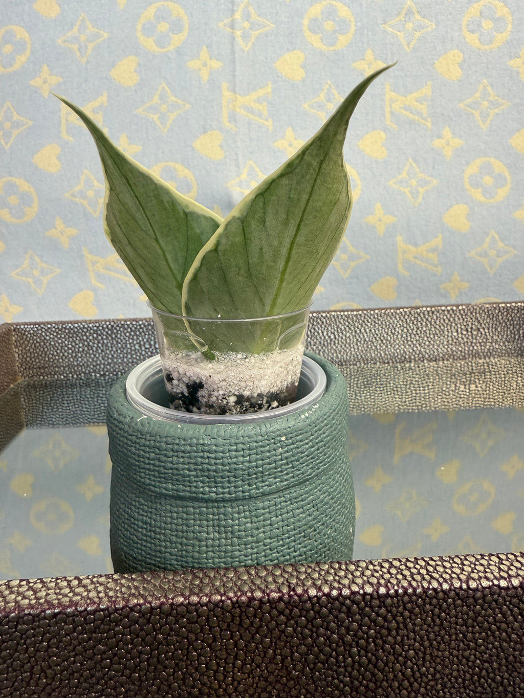 Hoya Polyneura Variegated cutting