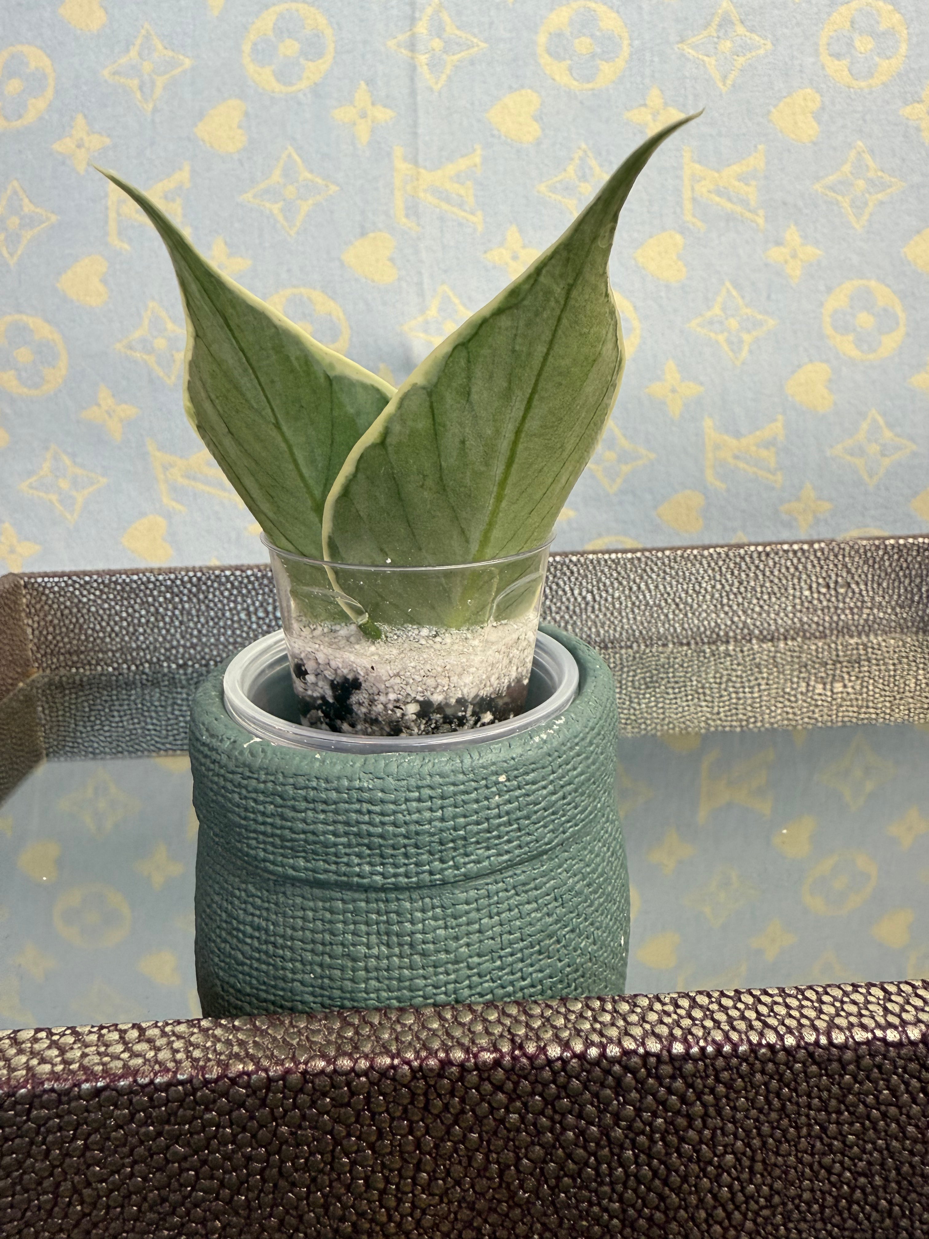 Hoya Polyneura Variegated cutting