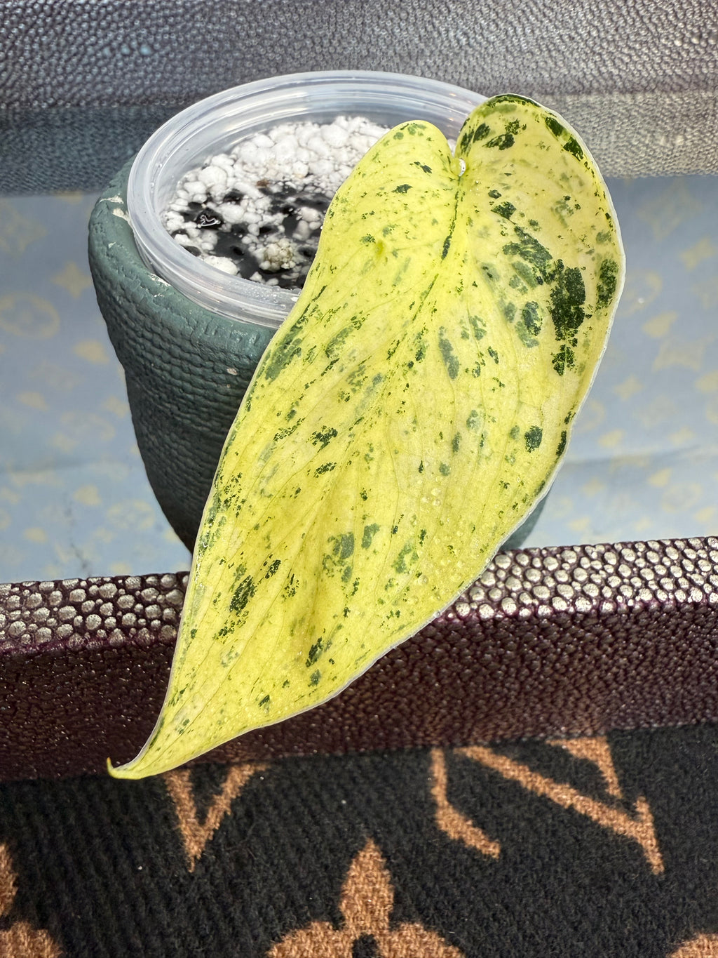 Scindapsus Marble Queen cutting