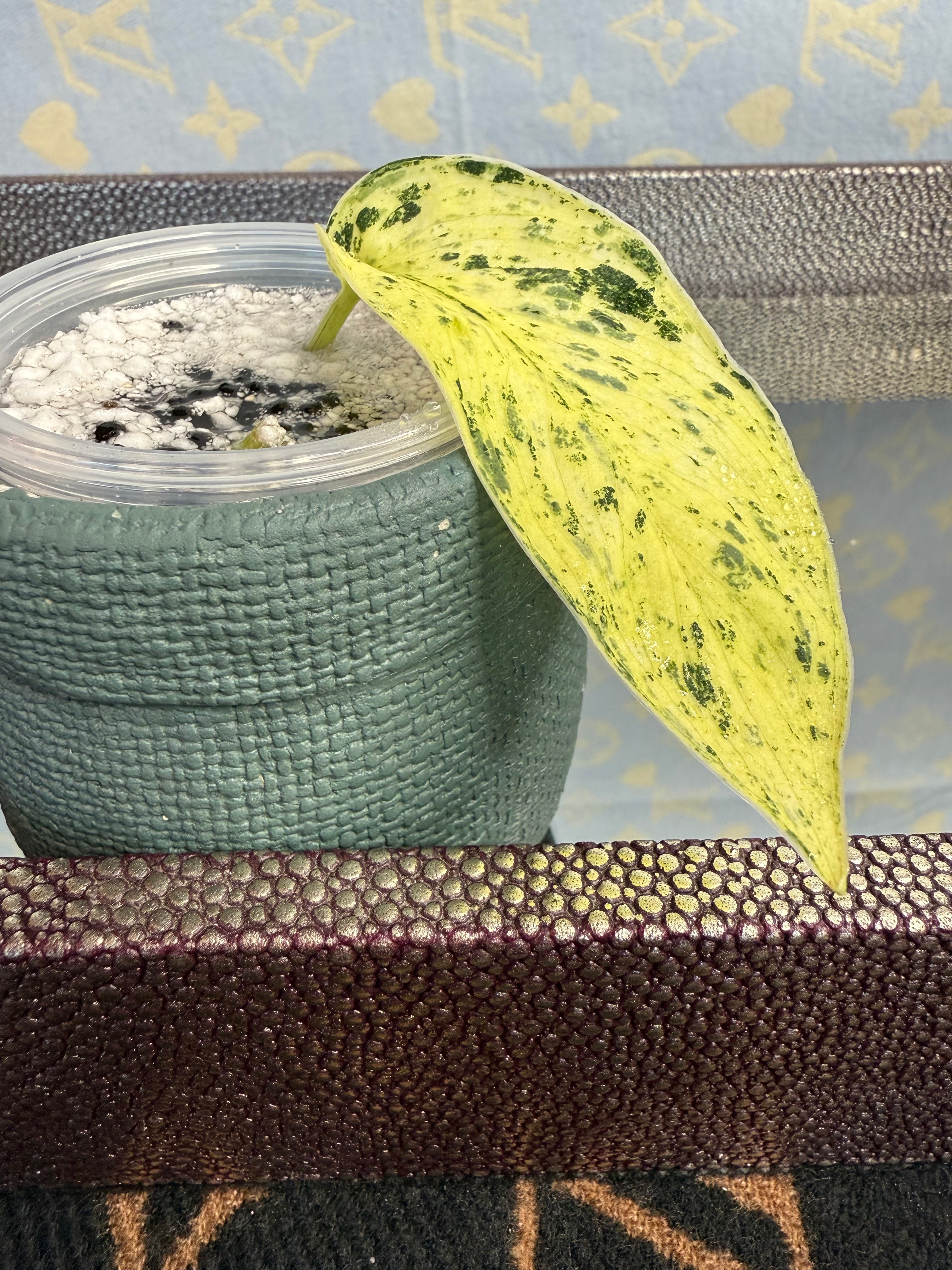 Scindapsus Marble Queen cutting