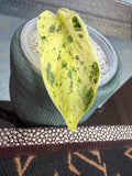Scindapsus Marble Queen cutting