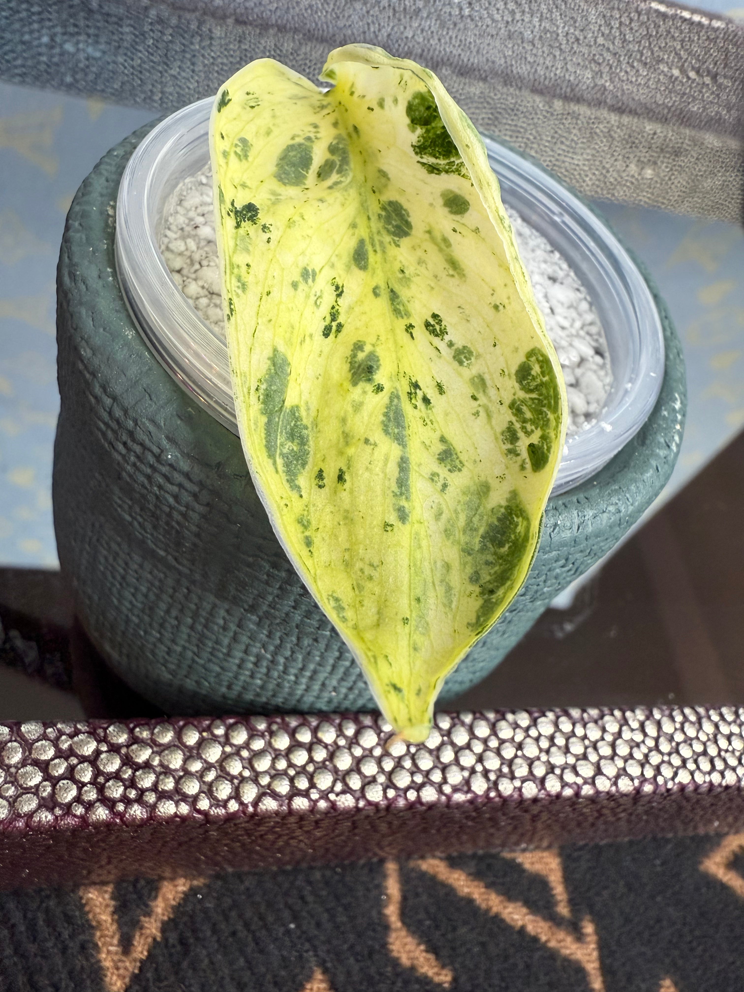 Scindapsus Marble Queen cutting