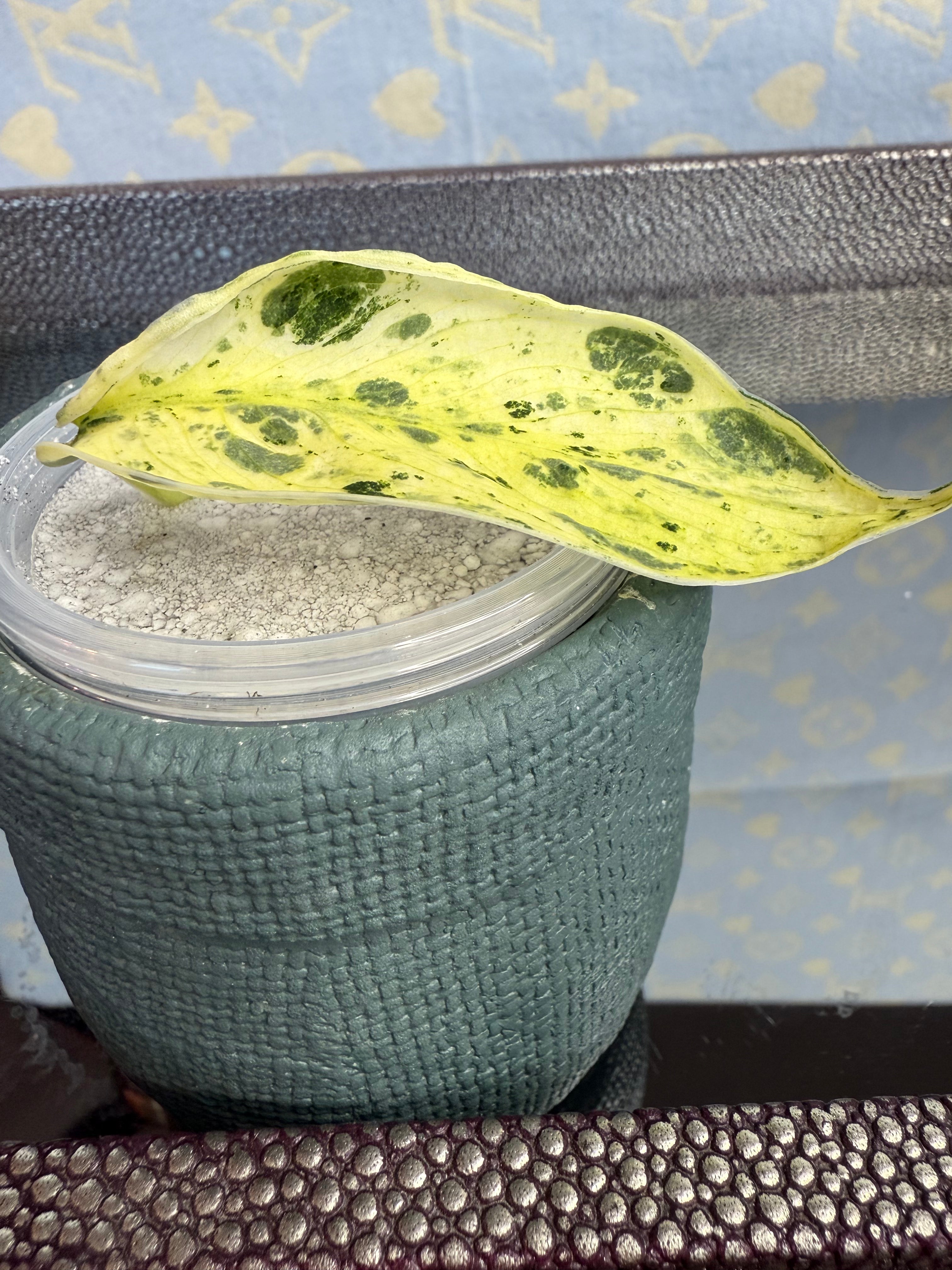 Scindapsus Marble Queen cutting