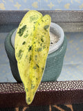 Scindapsus Marble Queen cutting