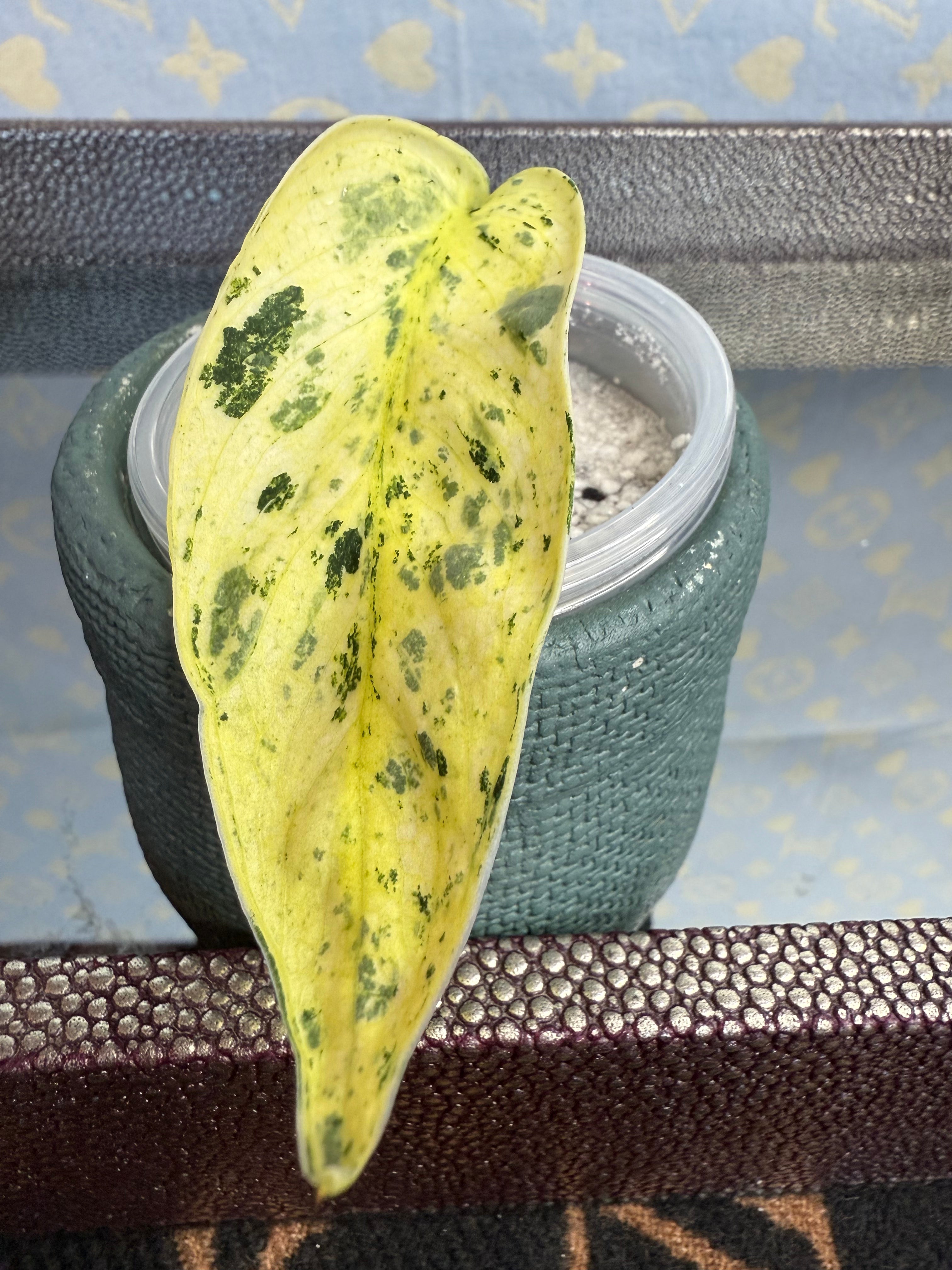 Scindapsus Marble Queen cutting