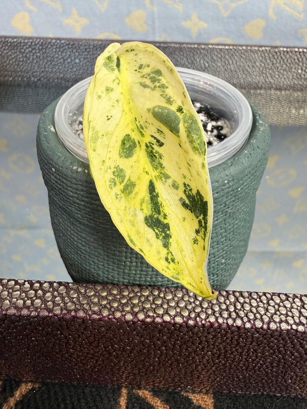Scindapsus Marble Queen cutting