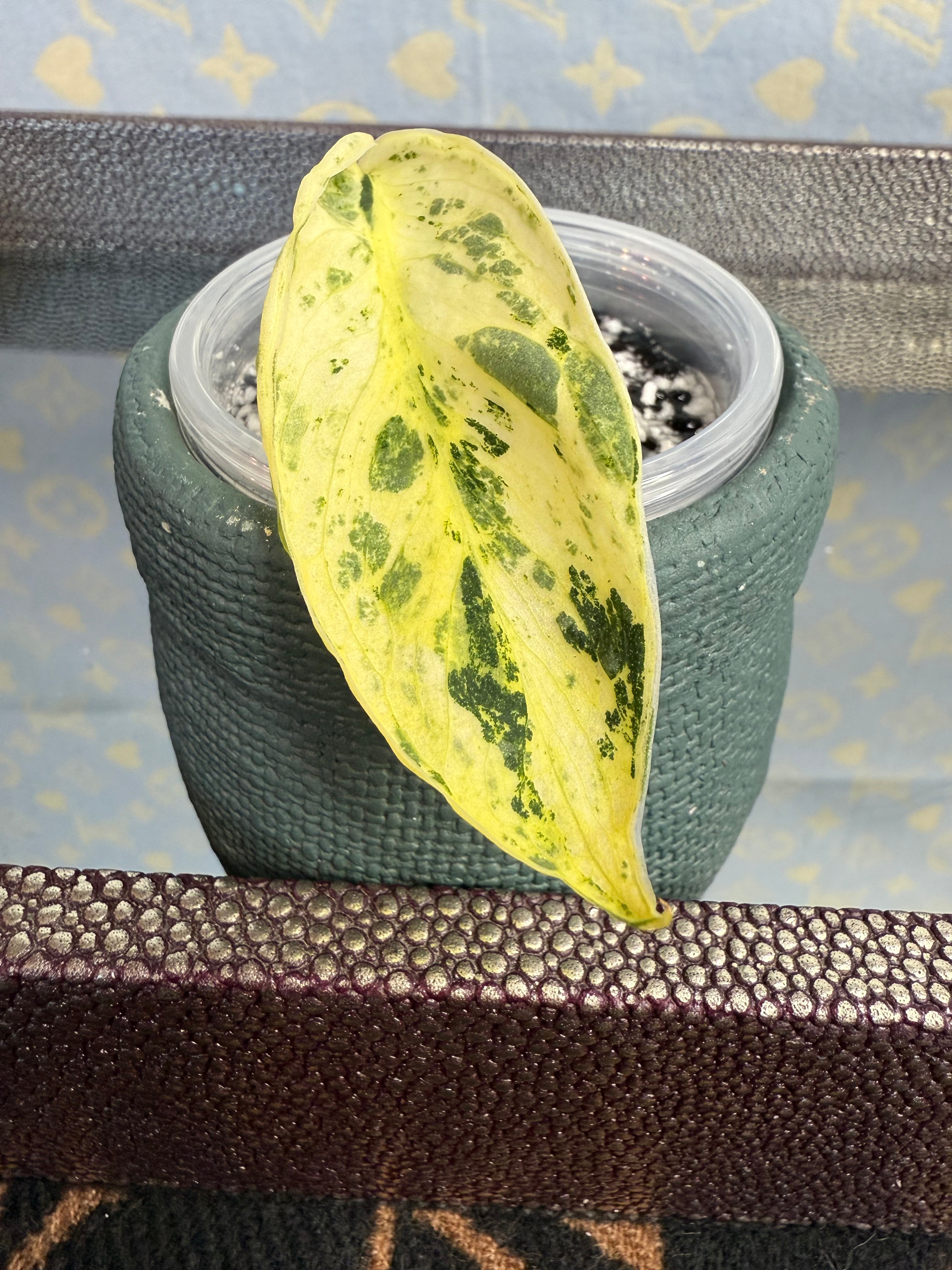 Scindapsus Marble Queen cutting