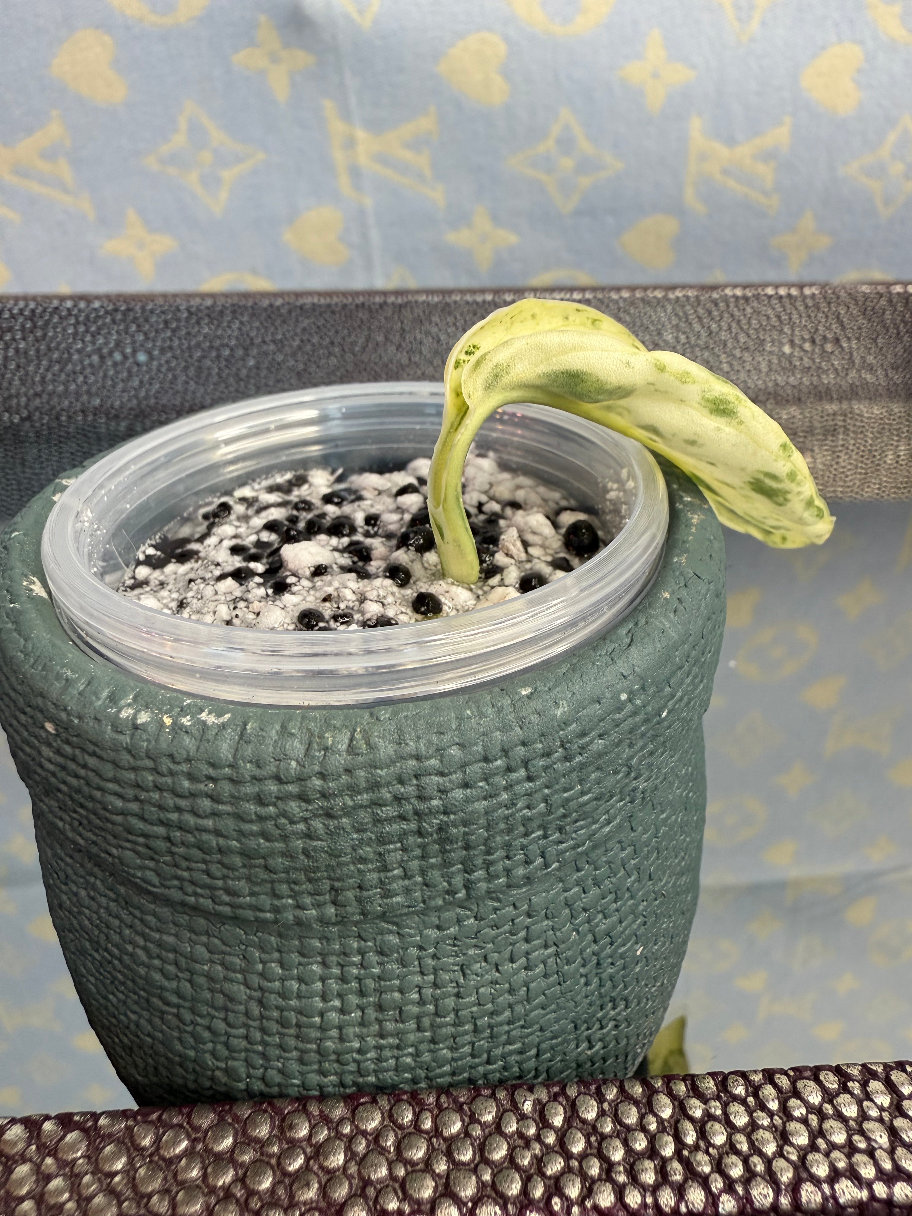 Scindapsus Marble Queen cutting