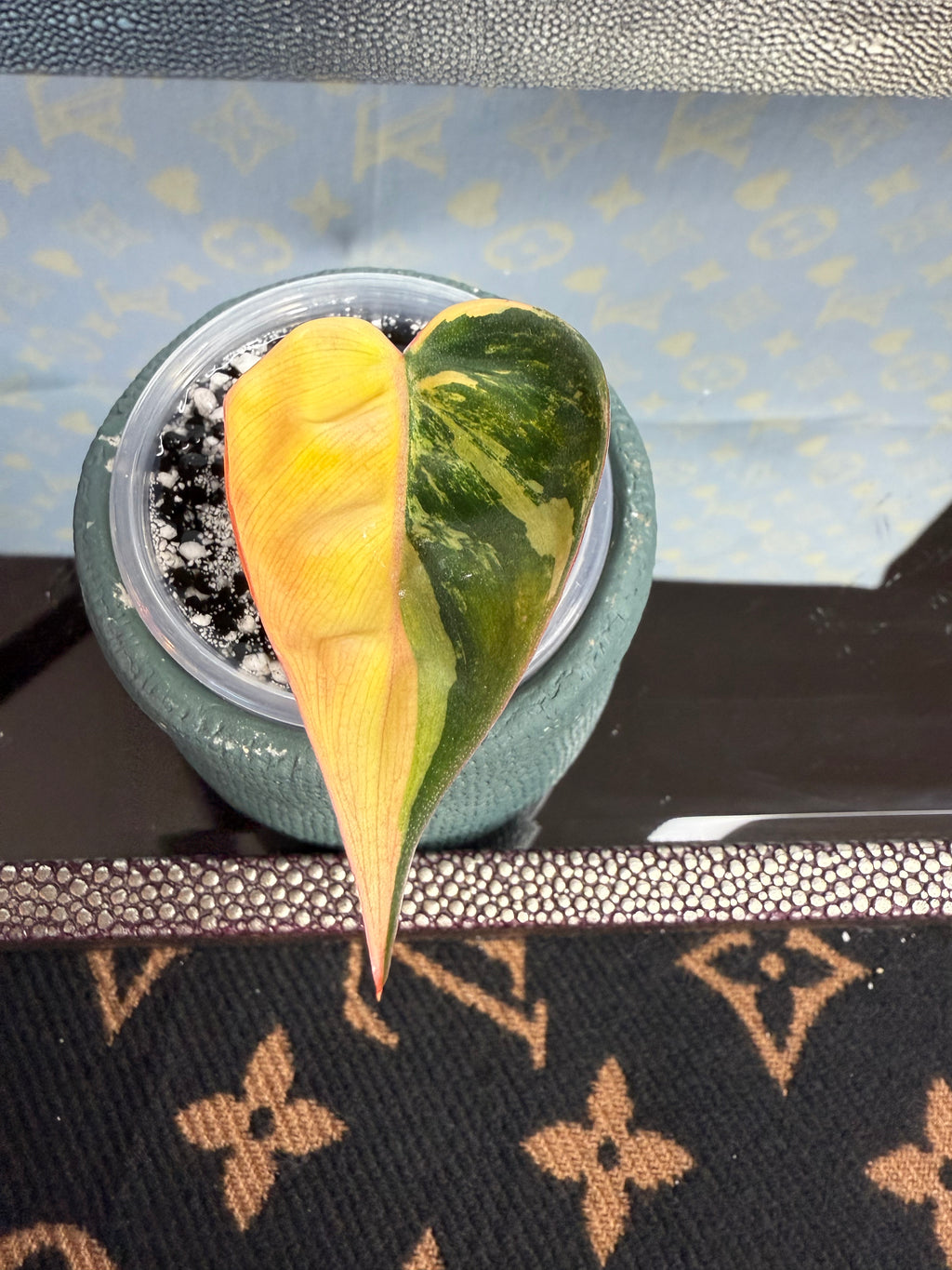 Philodendron Mican Variegated high color cutting
