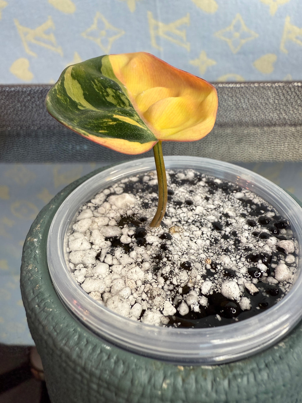 Philodendron Mican Variegated high color cutting