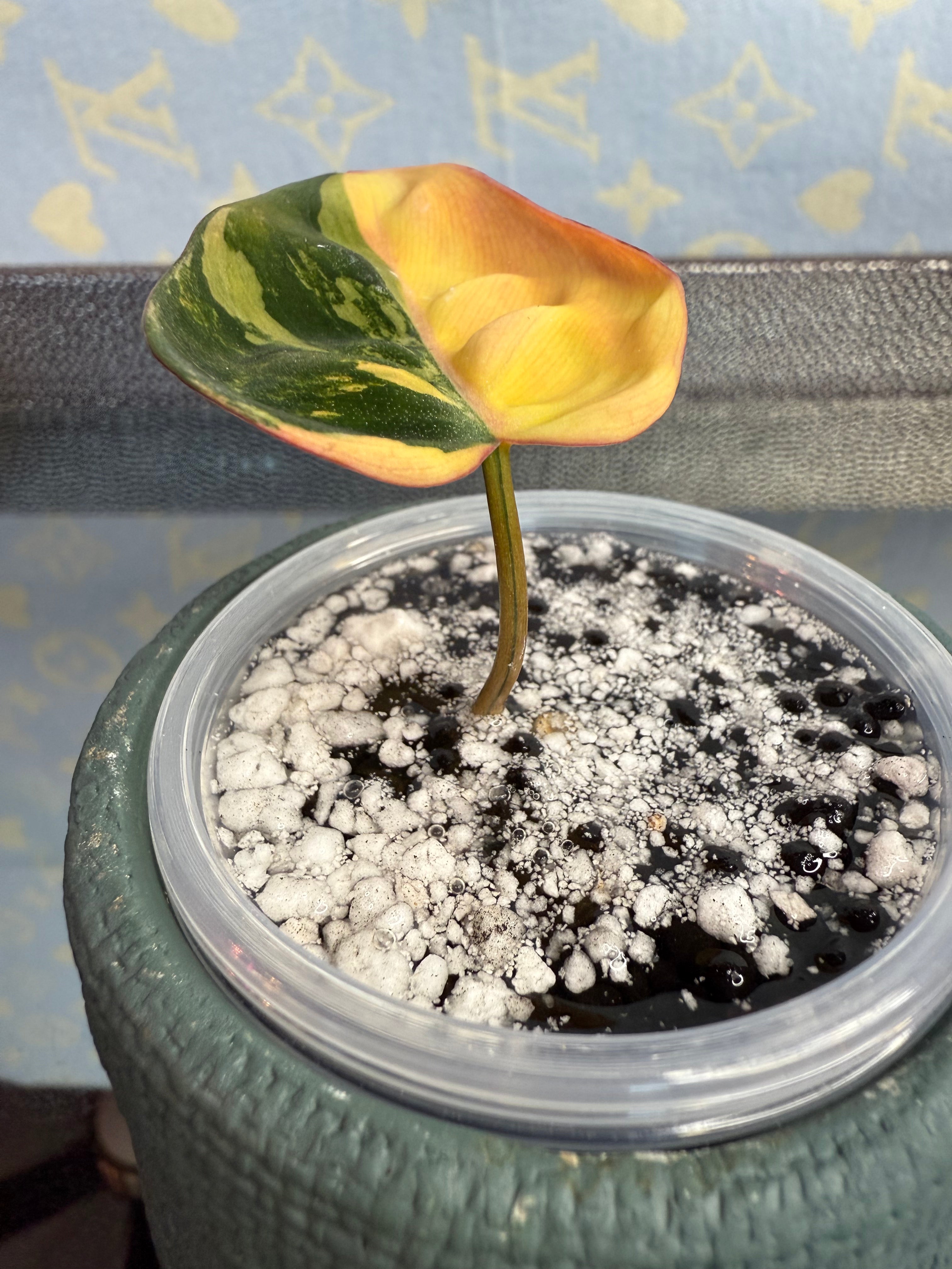 Philodendron Mican Variegated high color cutting