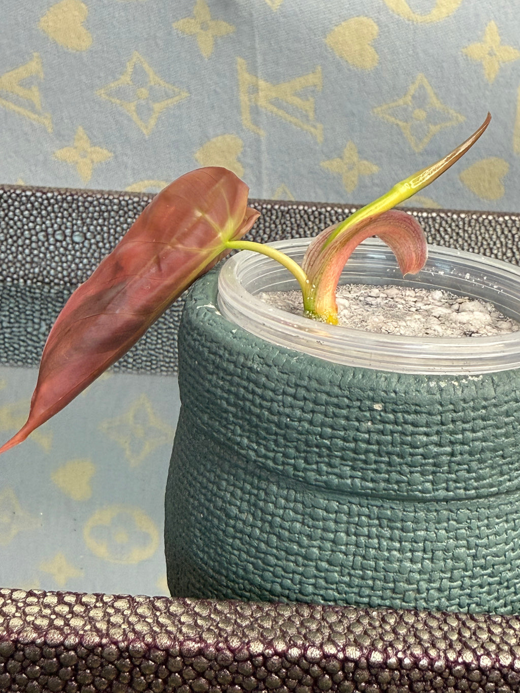 Philodendron Mican Variegated high color cutting