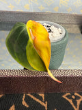 Philodendron Mican Variegated high color cutting